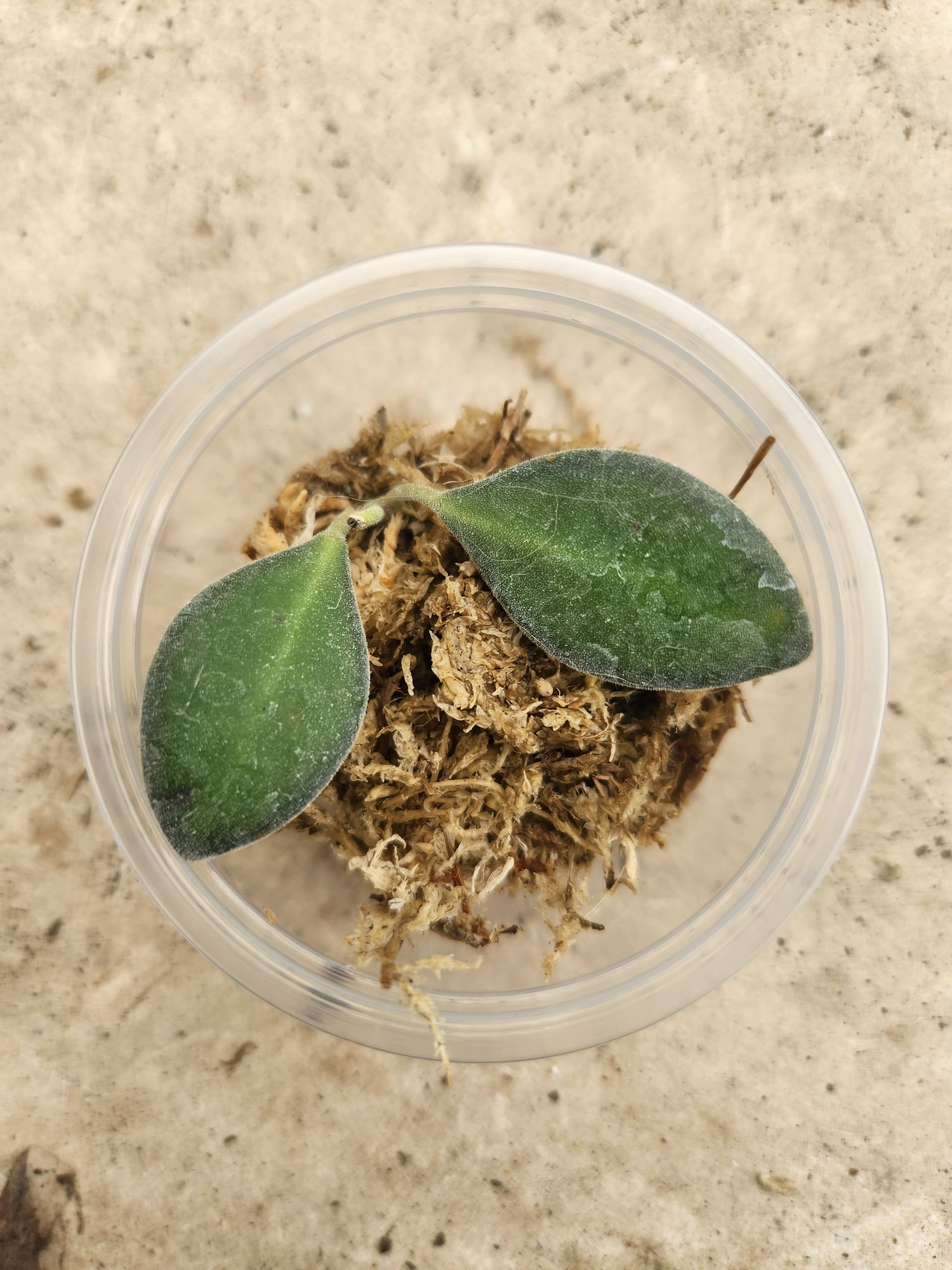 Hoya Propagation Kits