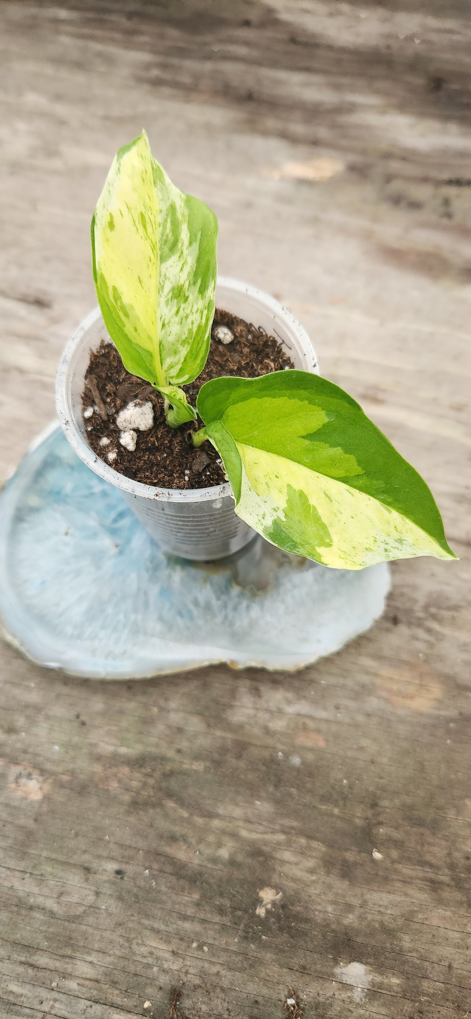 teruno world pothos Teruno Japanese Global Pothos