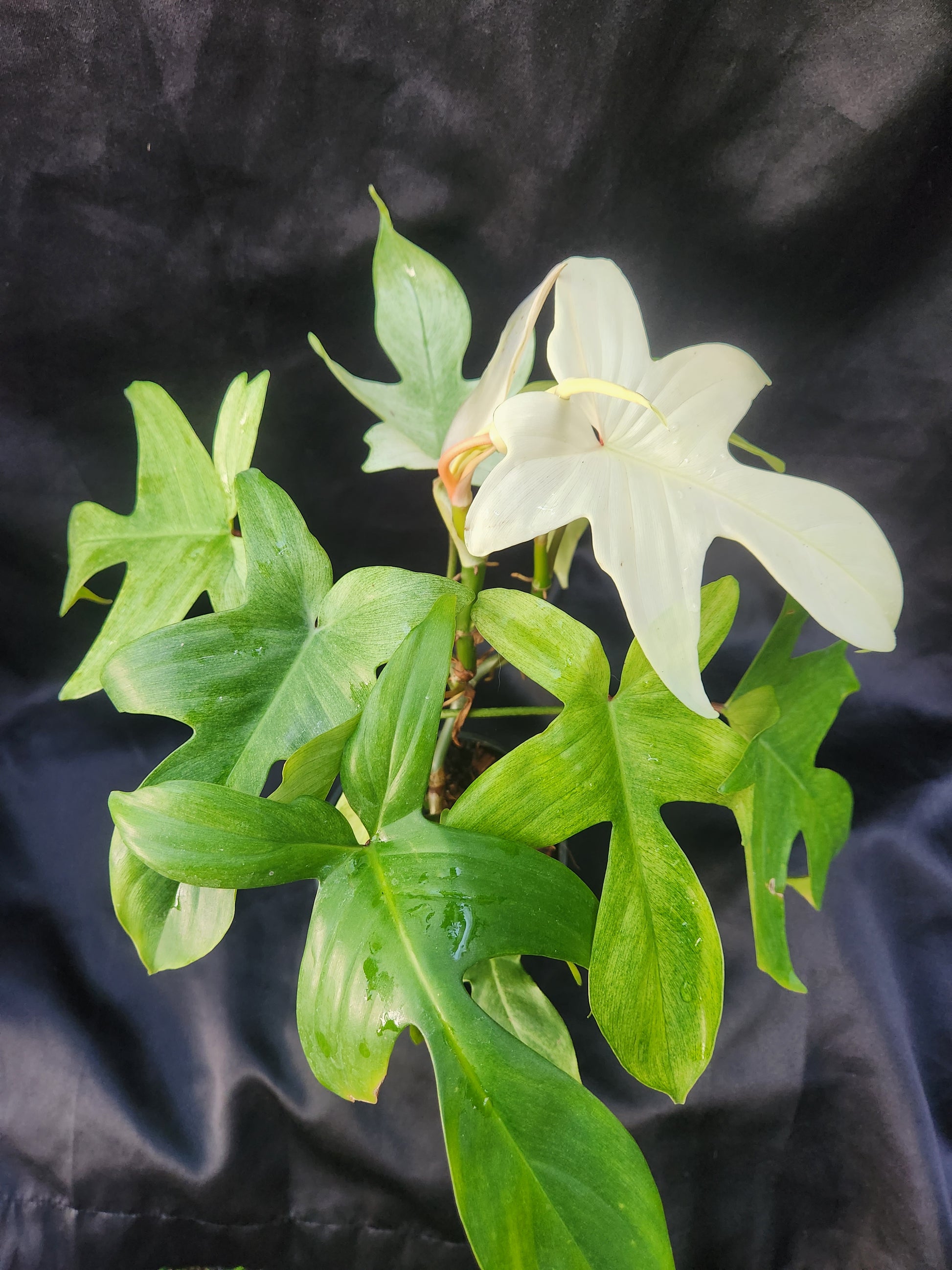 ghost mint philodendron Philodendron Florida Ghost Mint – Blackwood Botanical