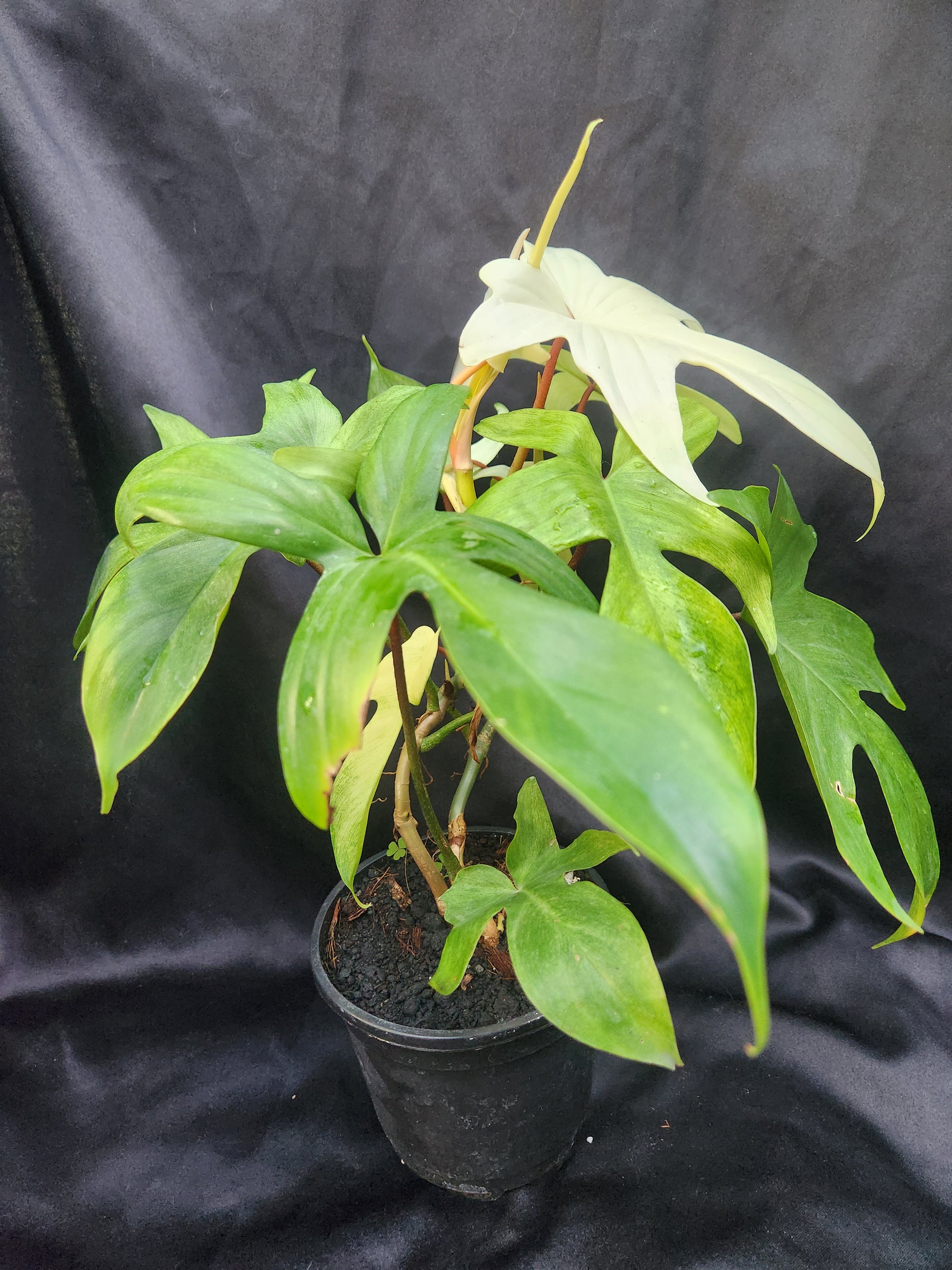 philodendron ghost mint Philodendron Florida Ghost Mint – Blackwood Botanical