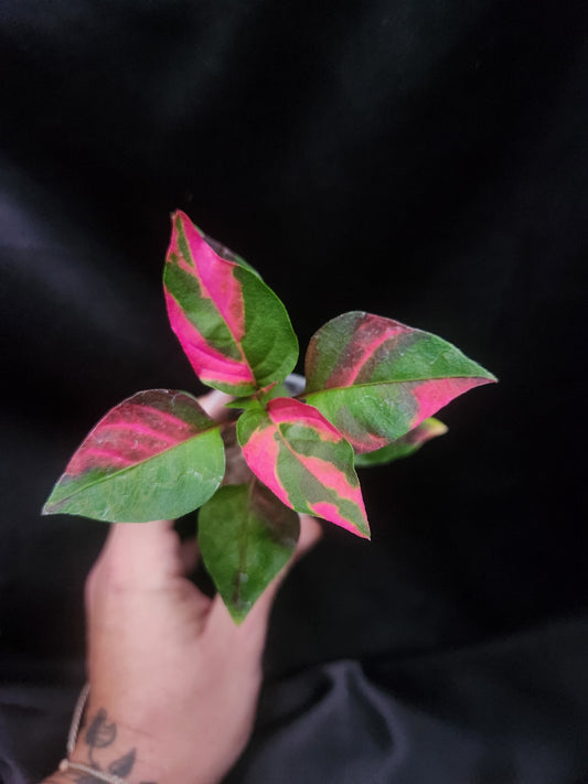 Party Time Alternanthera