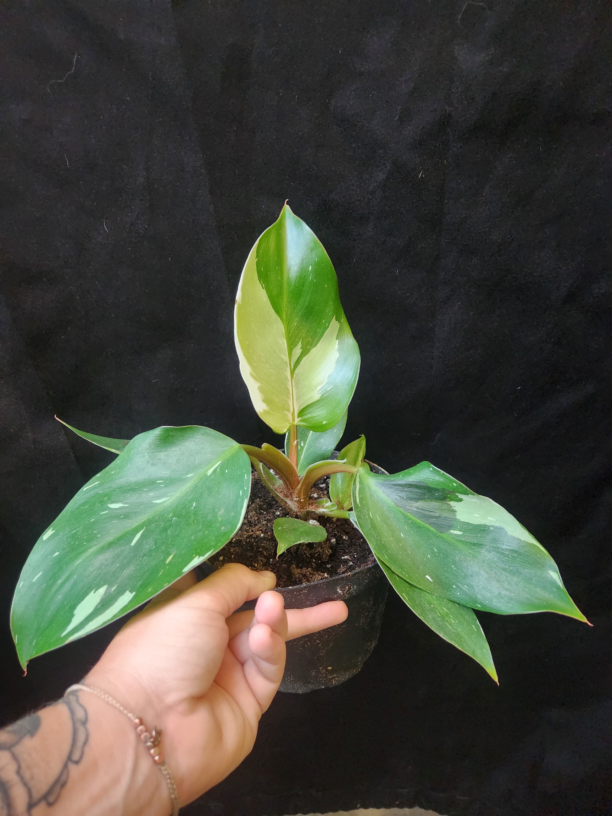 philodendron white knight scientific name White Knight Philodendron