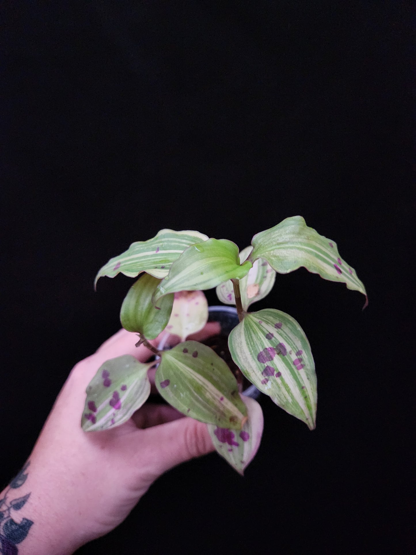 Variegated Tinantia Pringlei