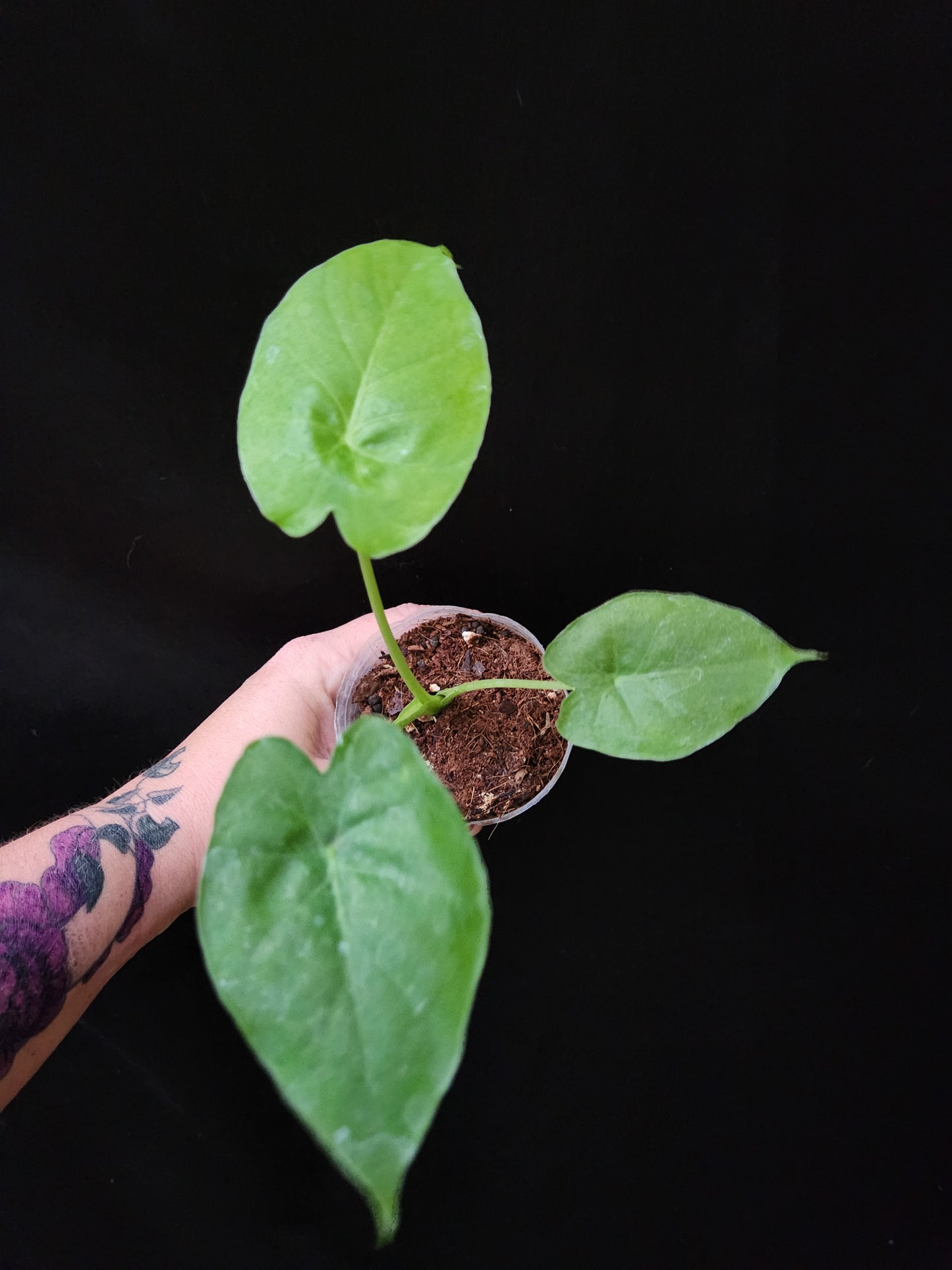 Alocasia Gageana