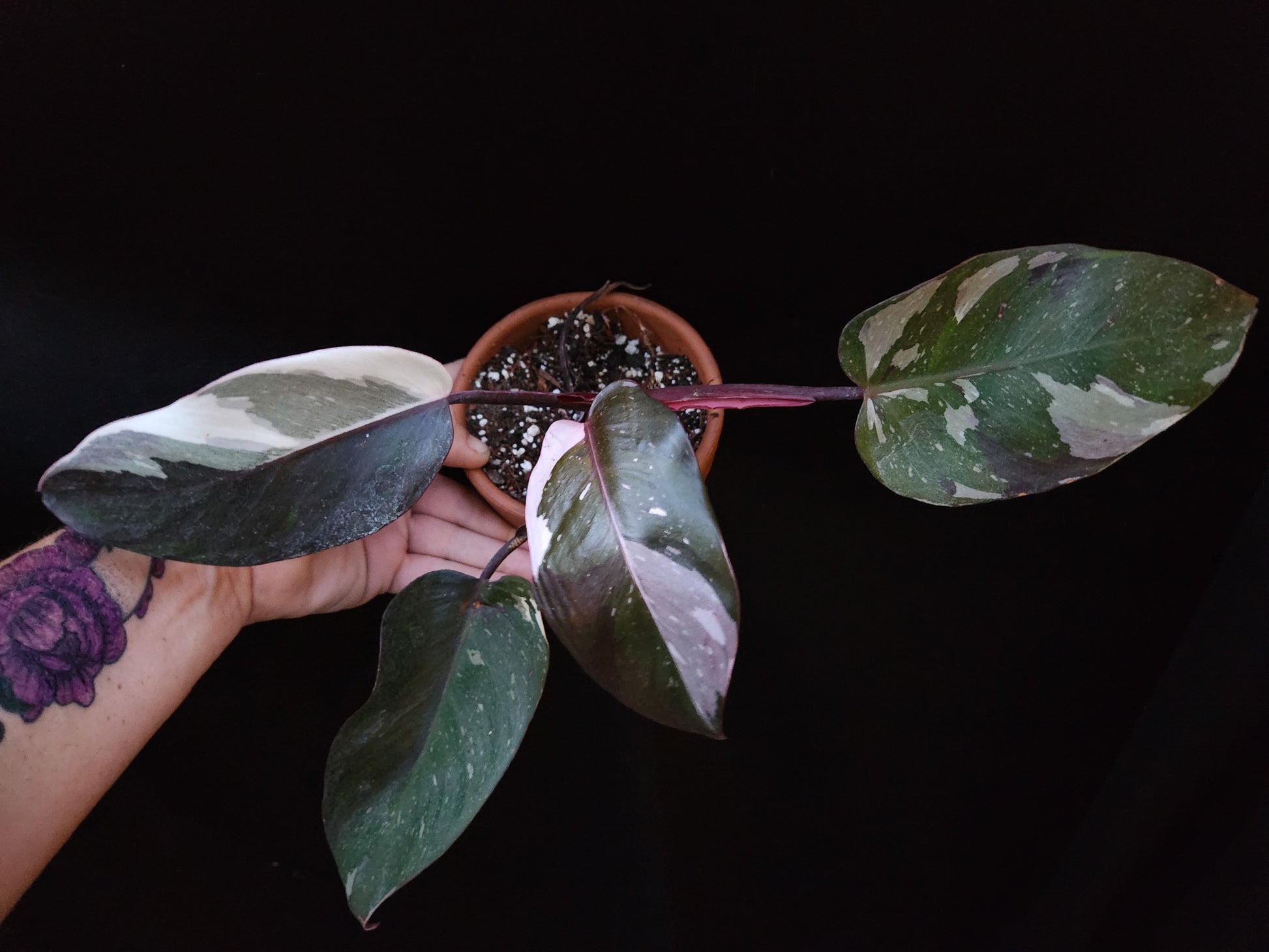 philodendron red anderson Red Anderson Philodendron – Blackwood Botanical