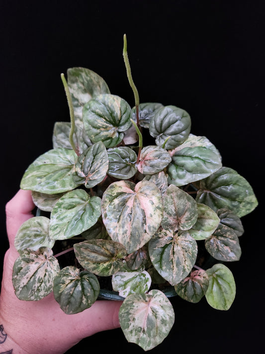 Peperomia Pink Marble