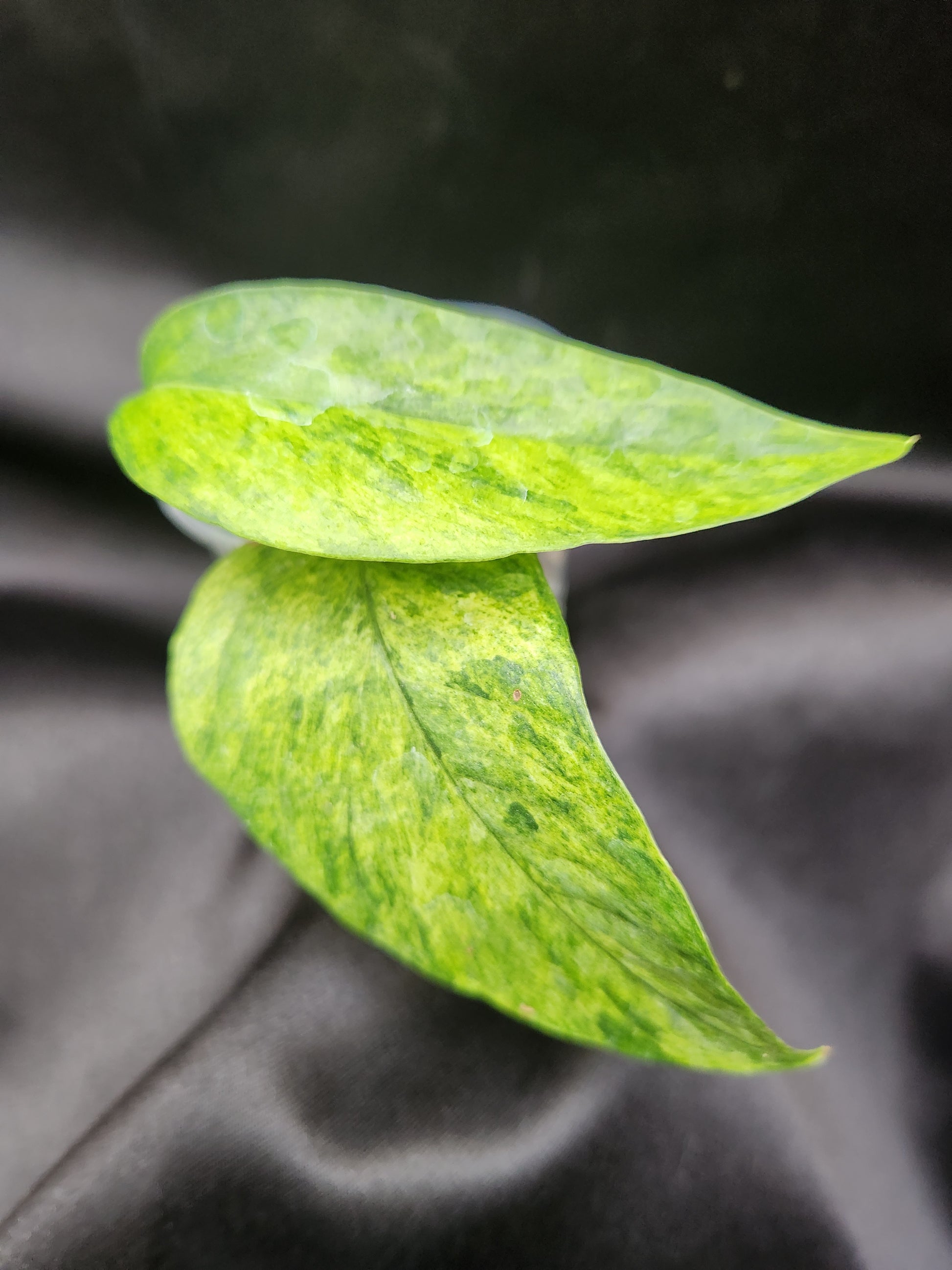 mint pothos Epipremnum Pinnatum Mint – Blackwood Botanical
