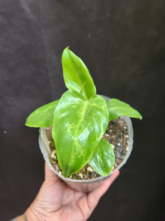 Pariaso Verde Philodendron