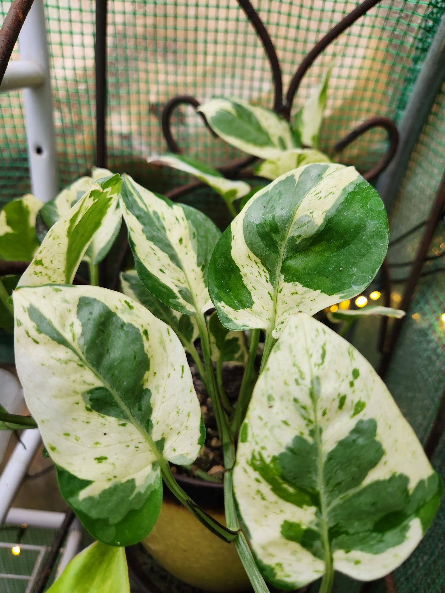 Pearls and Jade Pothos