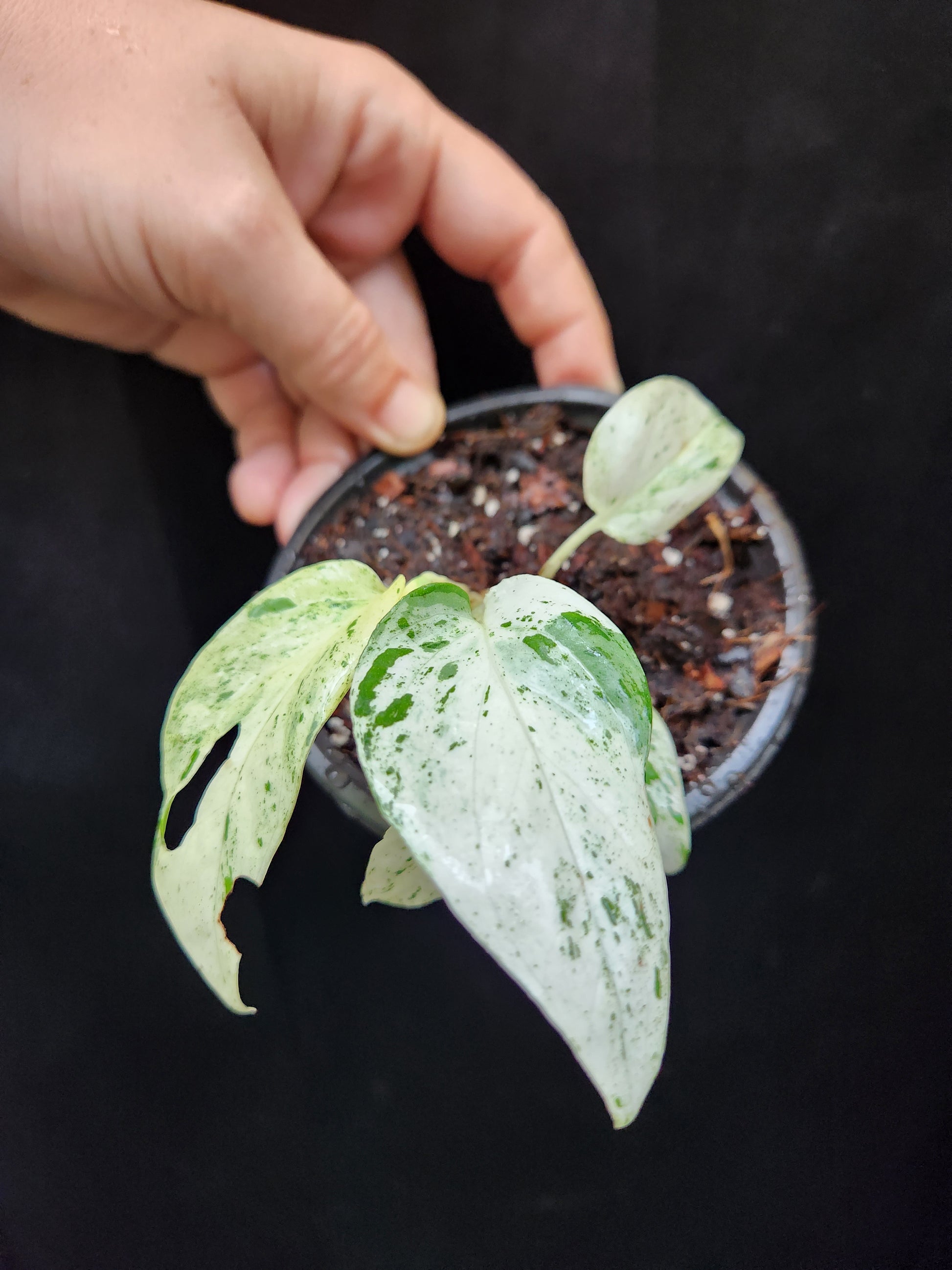 Epipremnum Pinnatum Marble Care - Sun, Water, Soil & Humidity