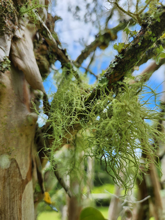 Fresh Harvested Usnea Lichen
