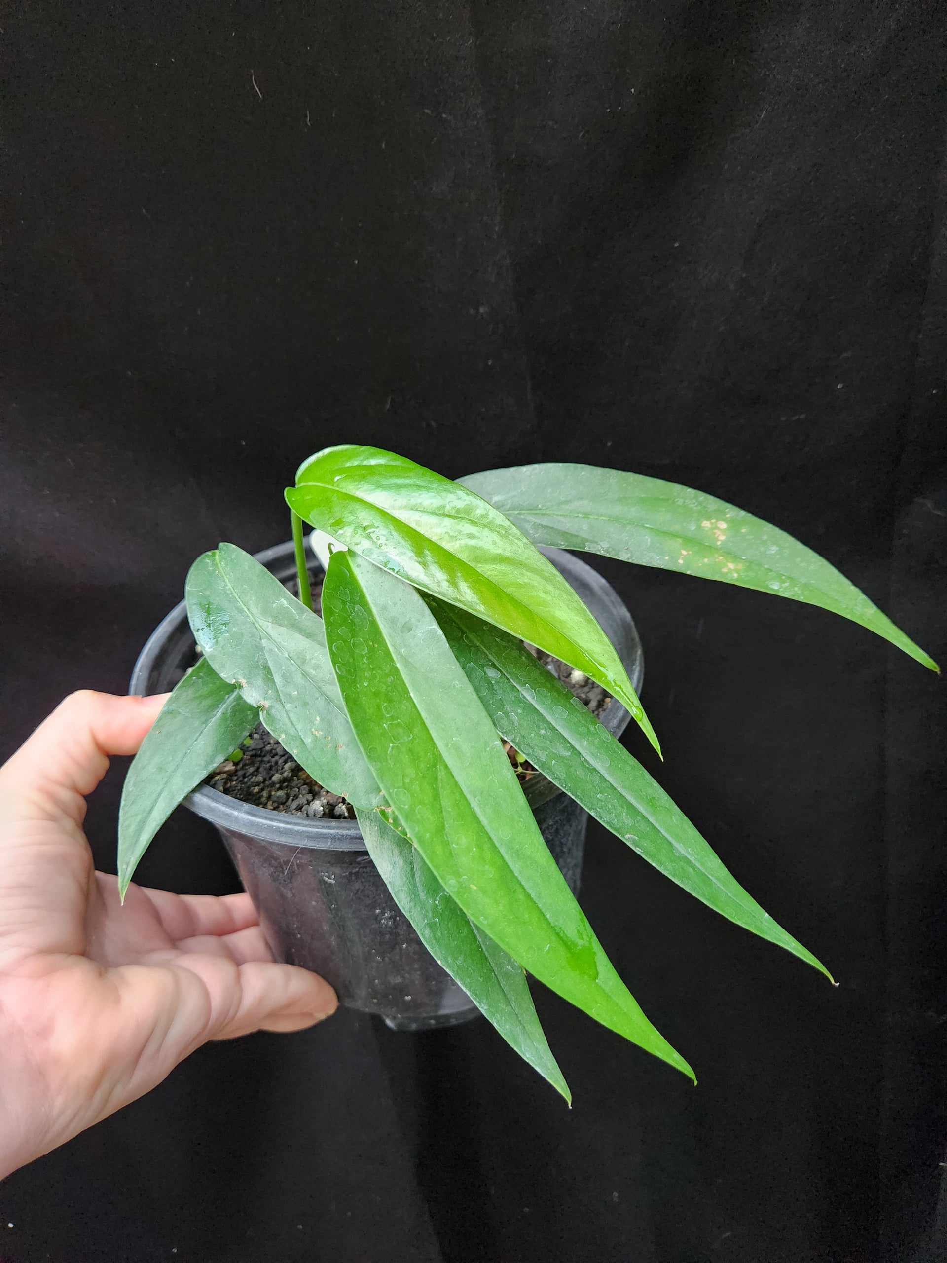 Baltic Blue Pothos – Blackwood Botanical