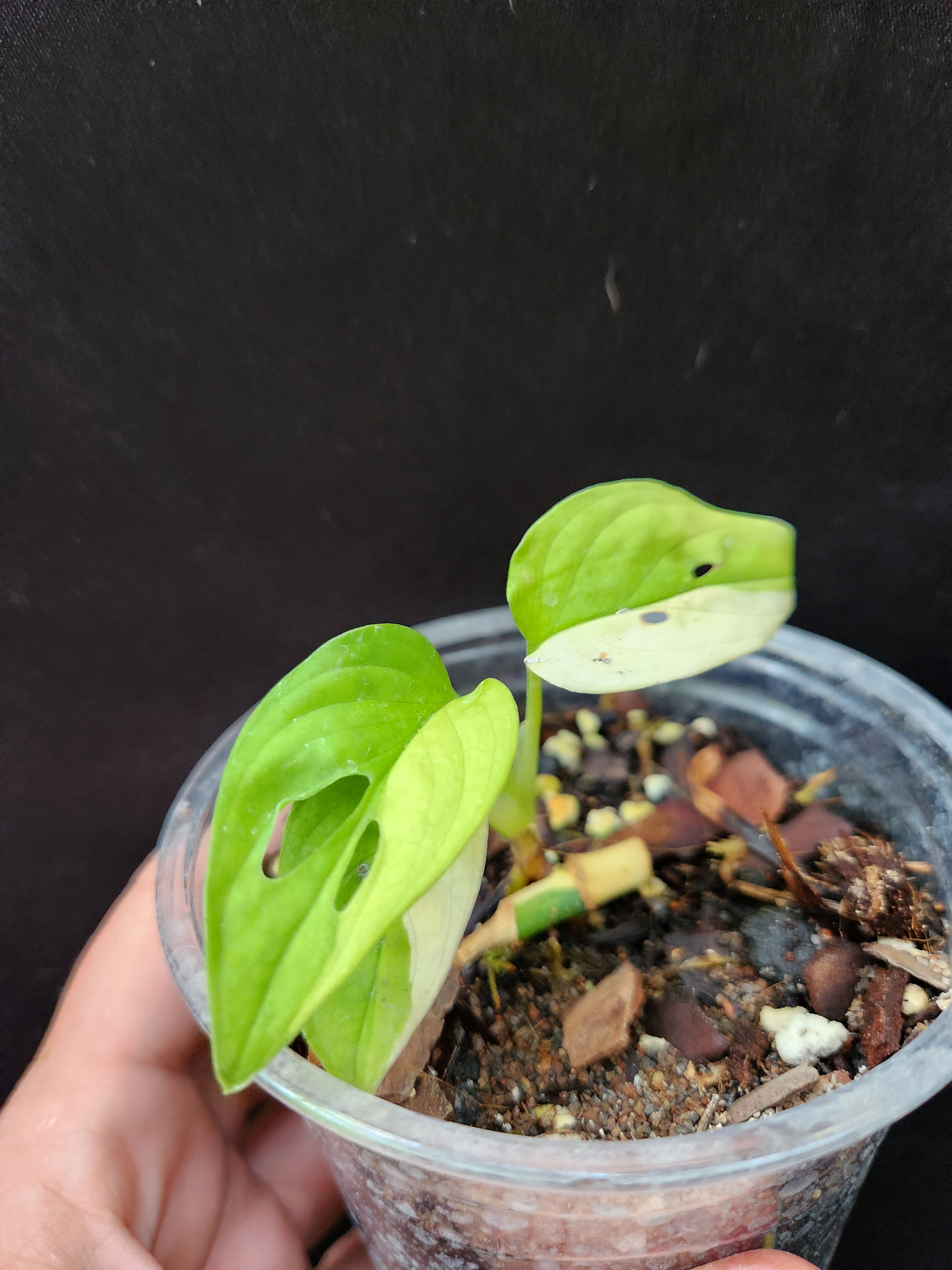 Highly store variegated Monstera Adansonii Aurea