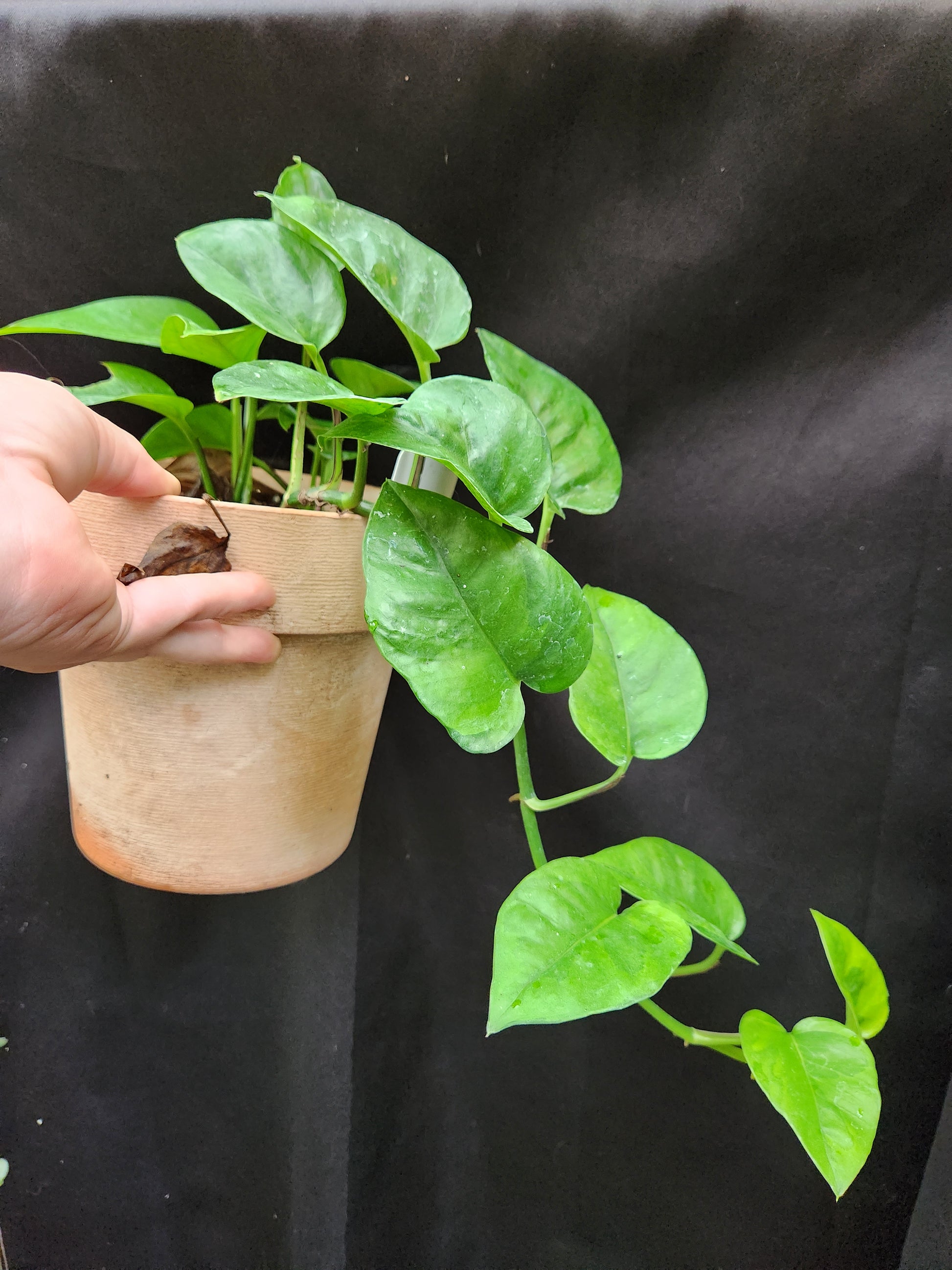 pothos dark green leaves Emerald Pothos – Blackwood Botanical