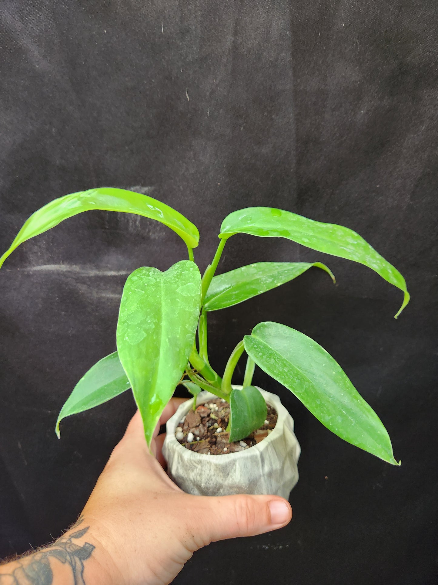 Philodendron Tripartitum