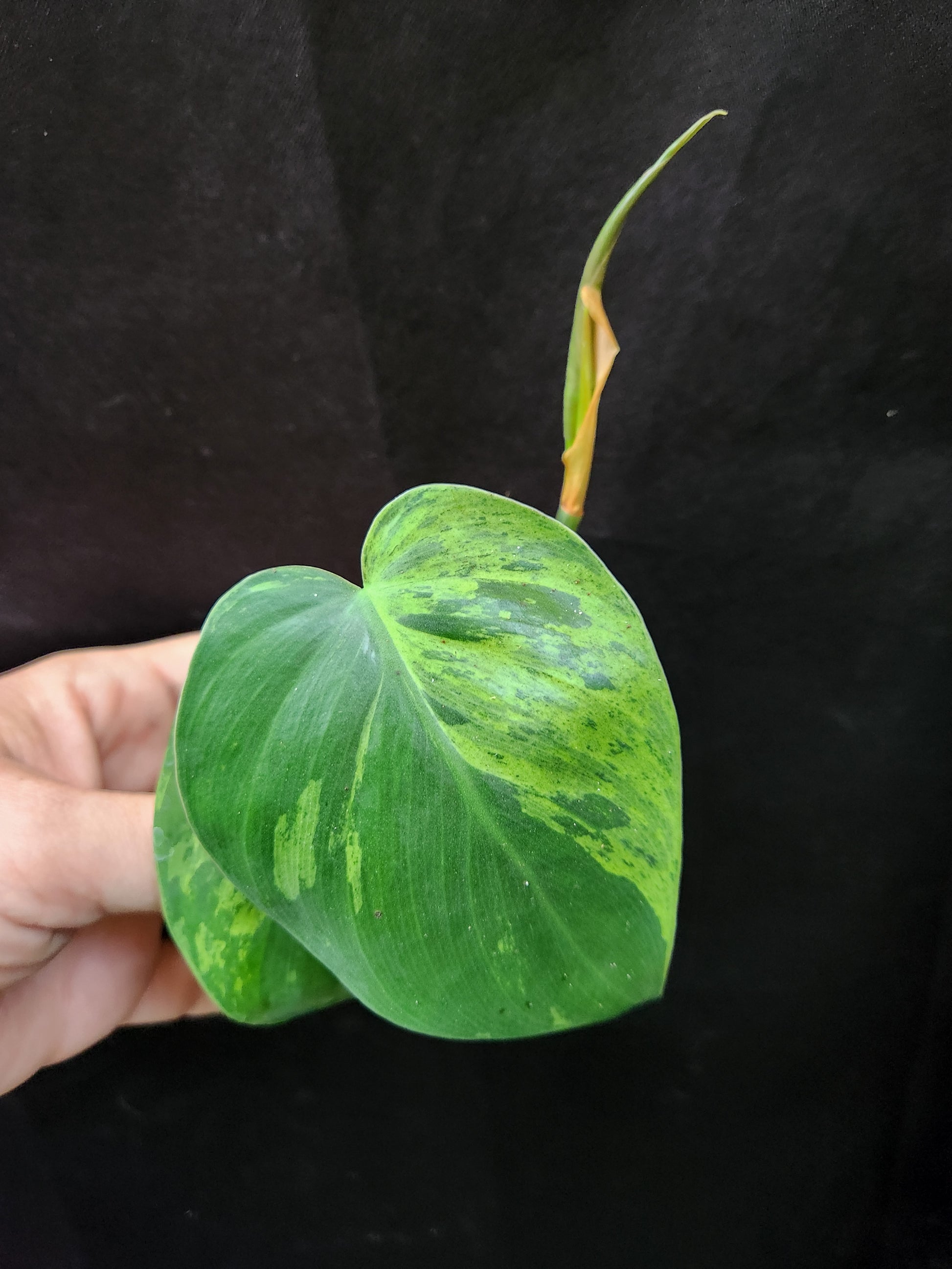 variegated philodendron heart leaf Variegated Heartleaf Philodendron Cutting