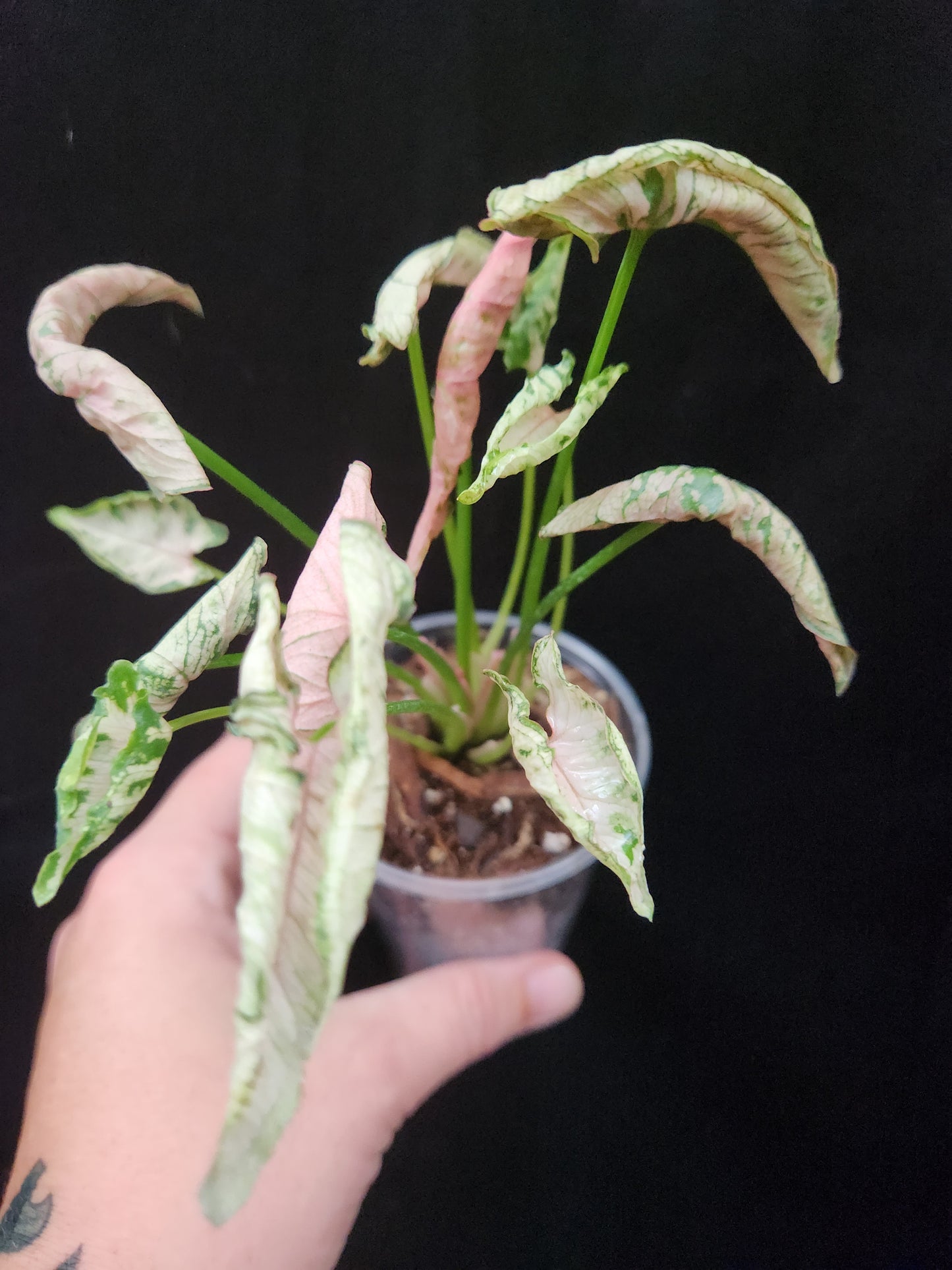 Syngonium Pink Rolli