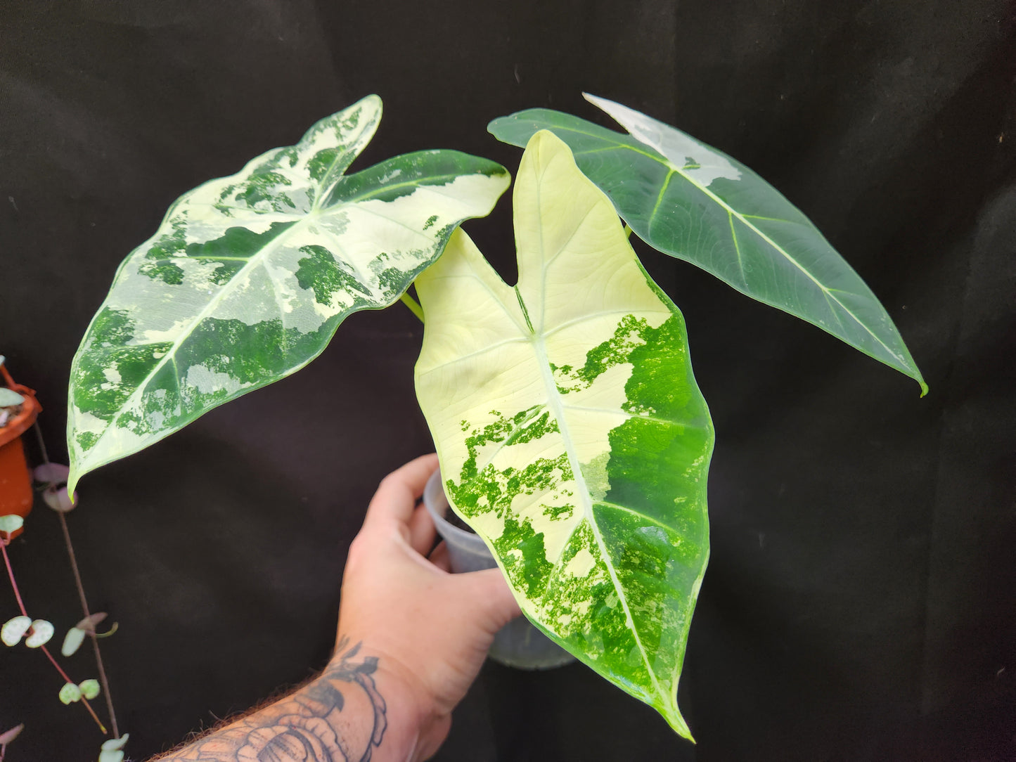 Alocasia Variegated Frydek