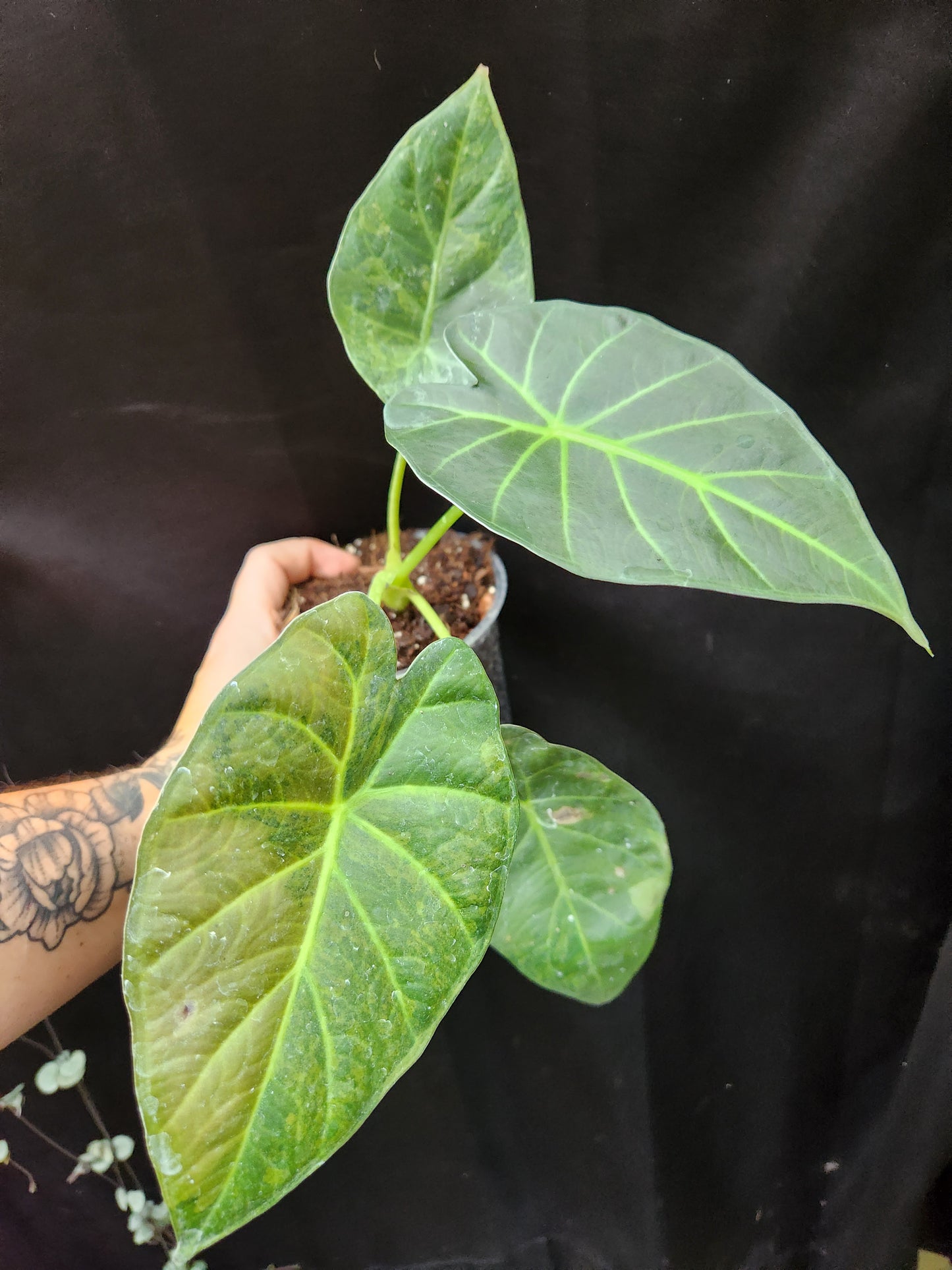 Green on Green Variegated Regal Shield