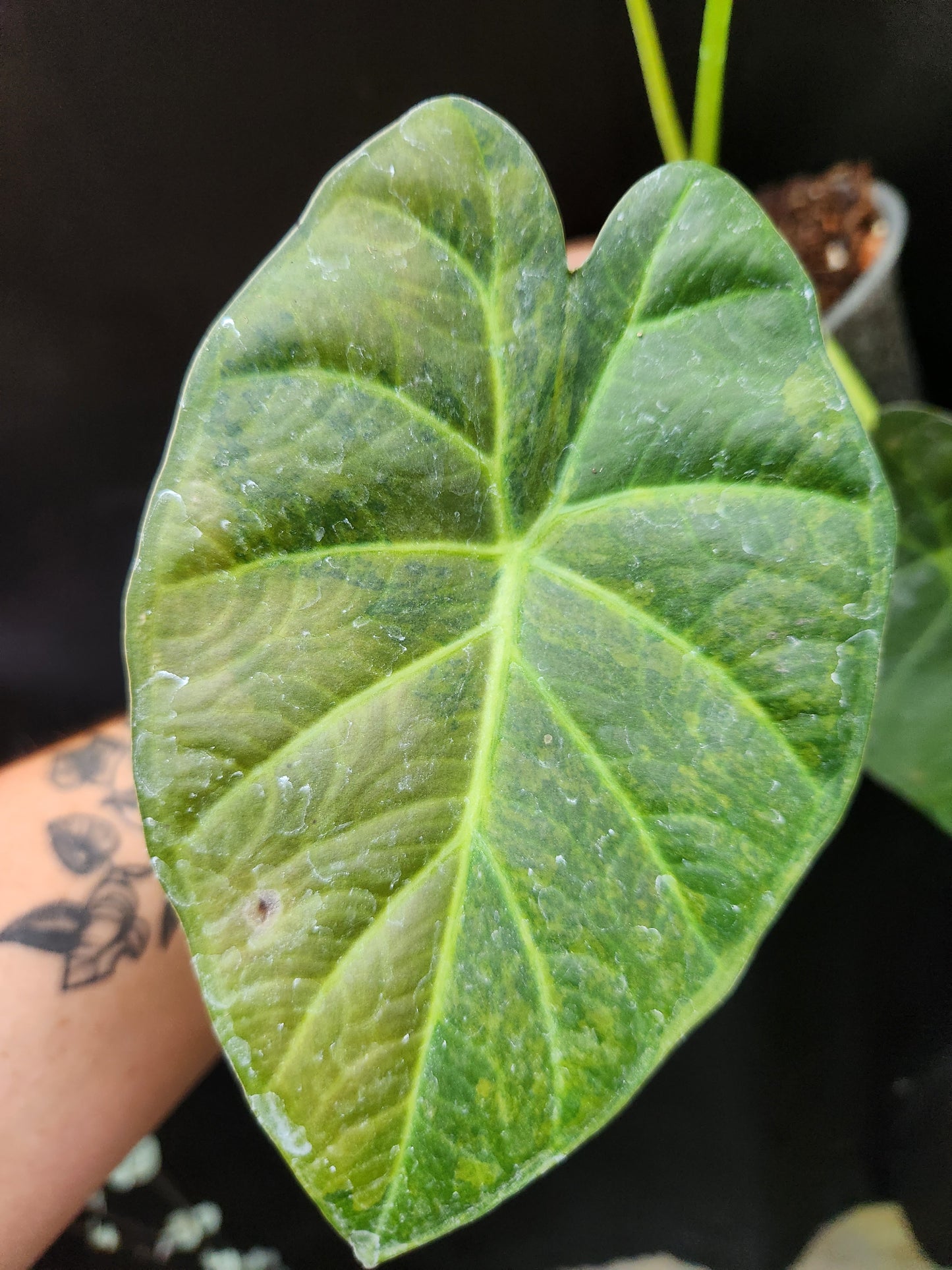 Green on Green Variegated Regal Shield