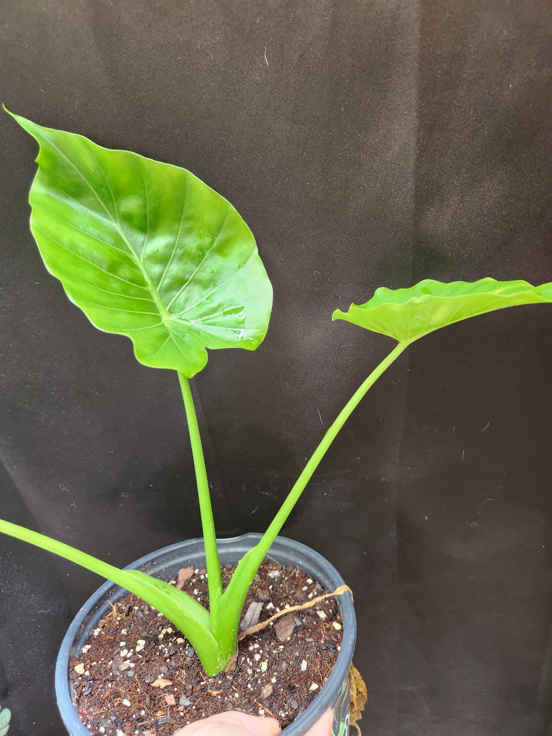 Alocasia Odora  Blackwood Botanical