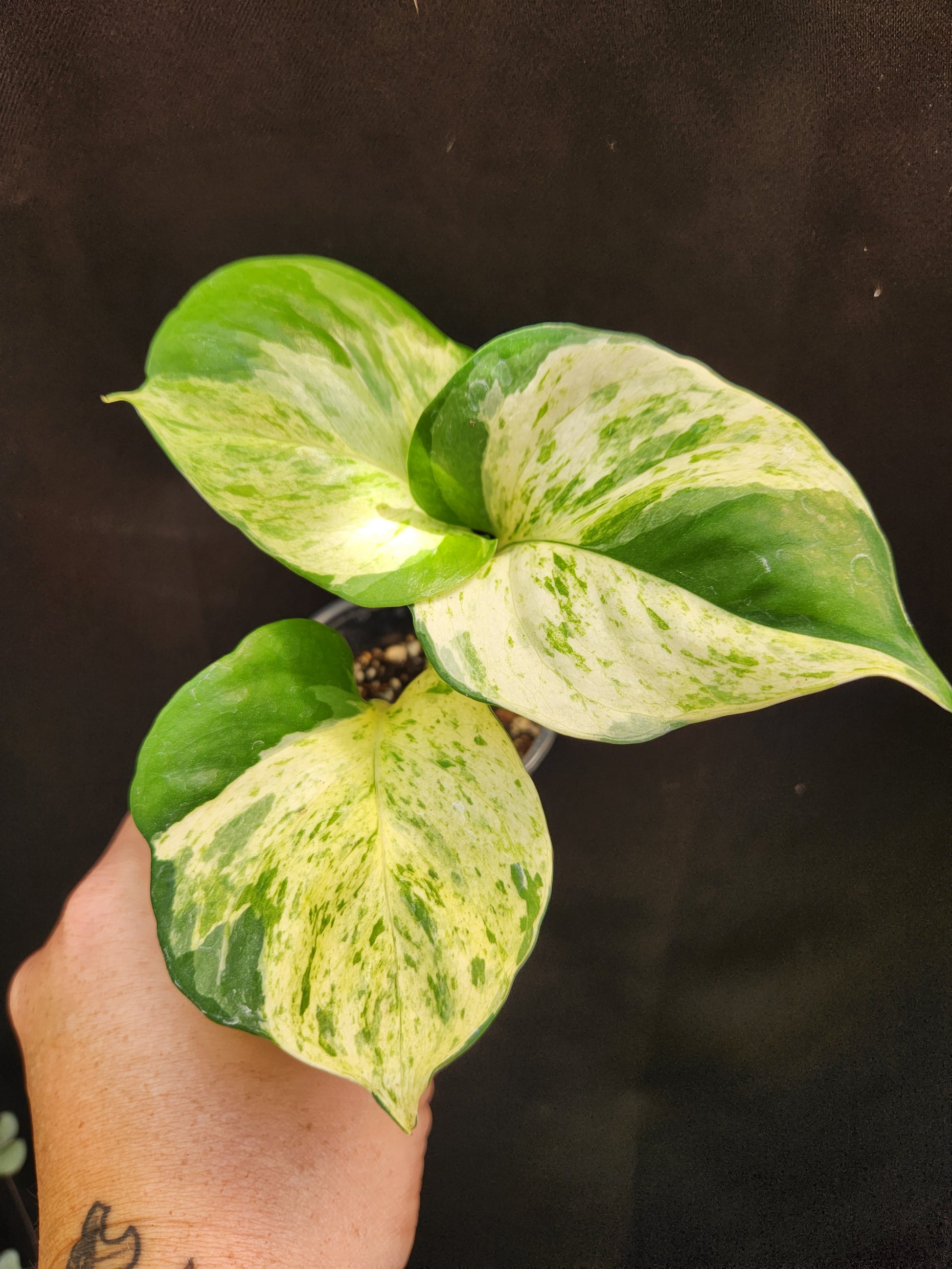 manjula vs golden pothos Manjula Pothos