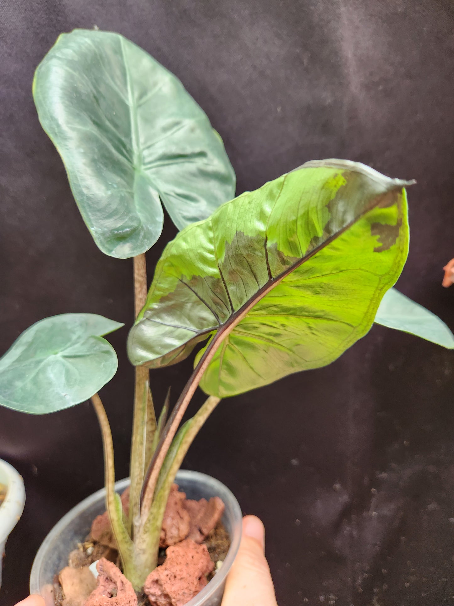 Variegated Yukatan Princess Alocasia