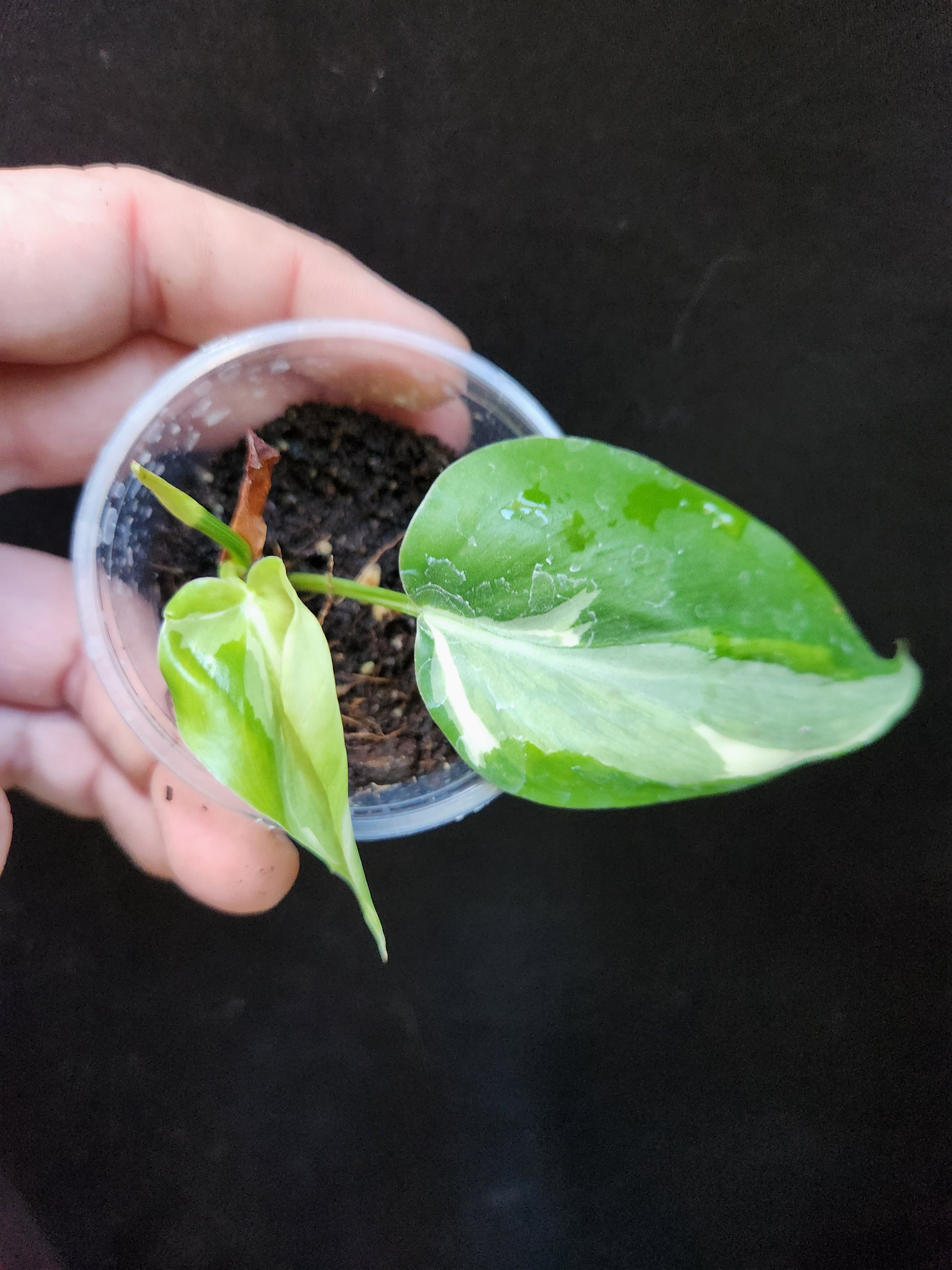 philodendron rio for sale Philodendron Rio – Blackwood Botanical