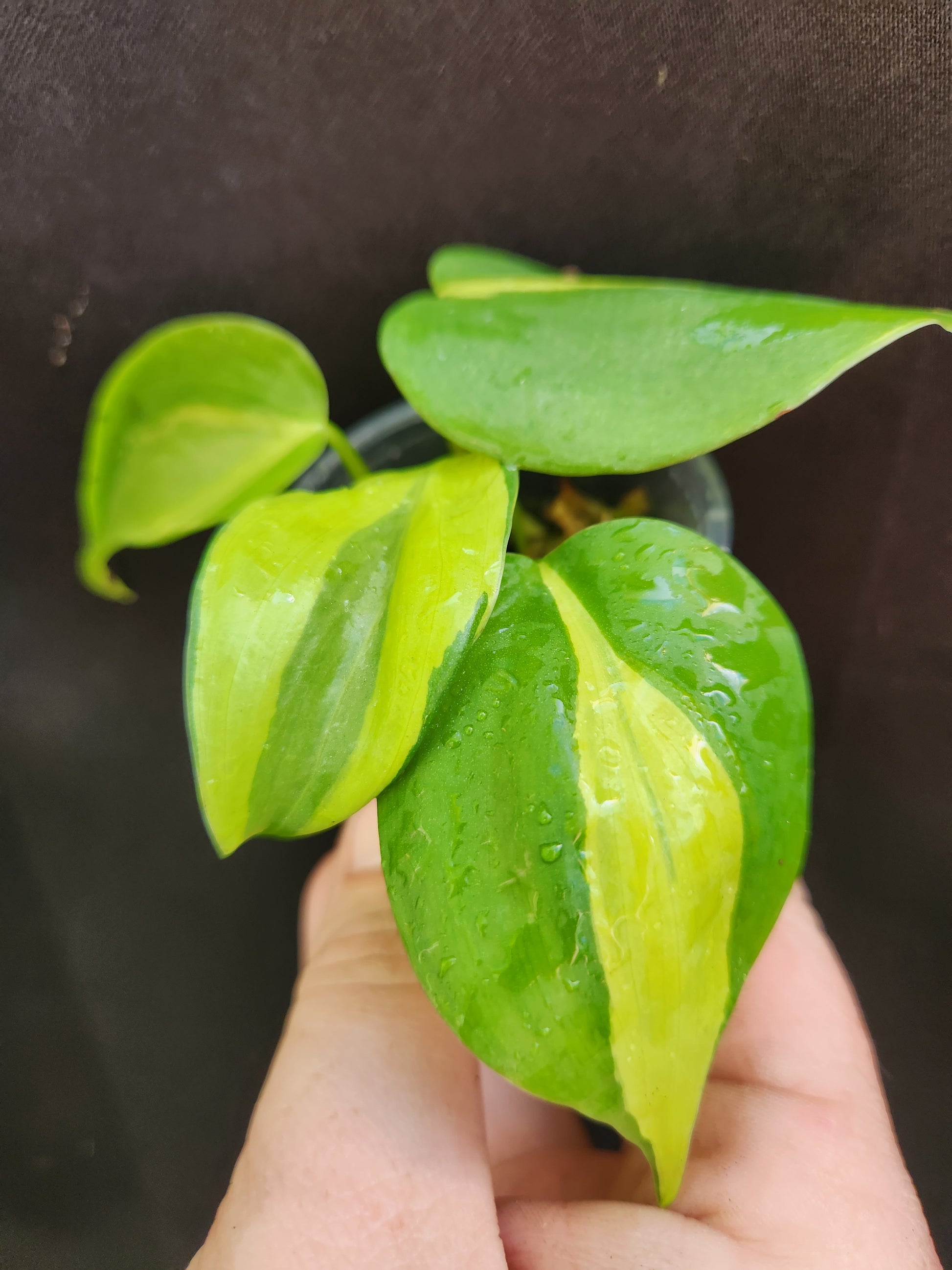 brazil sport carnival philodendron Philodendron Carnival Sport