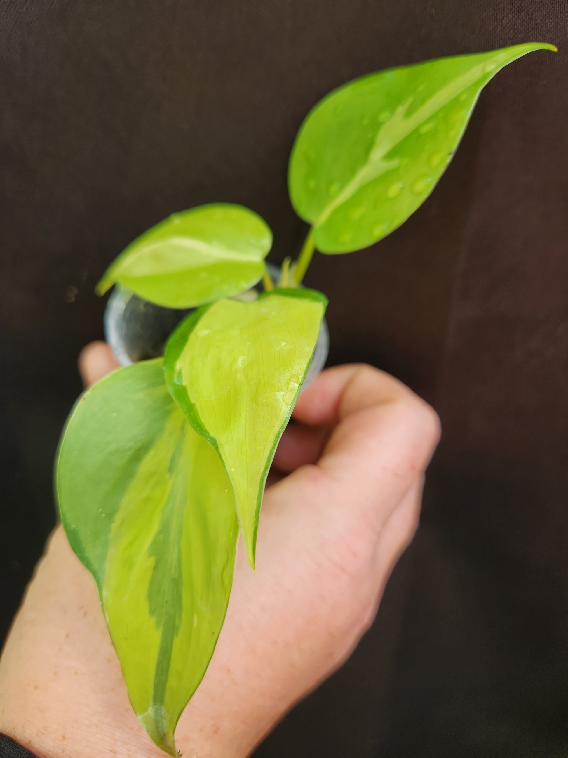 carnival pothos Philodendron Carnival Sport – Blackwood Botanical