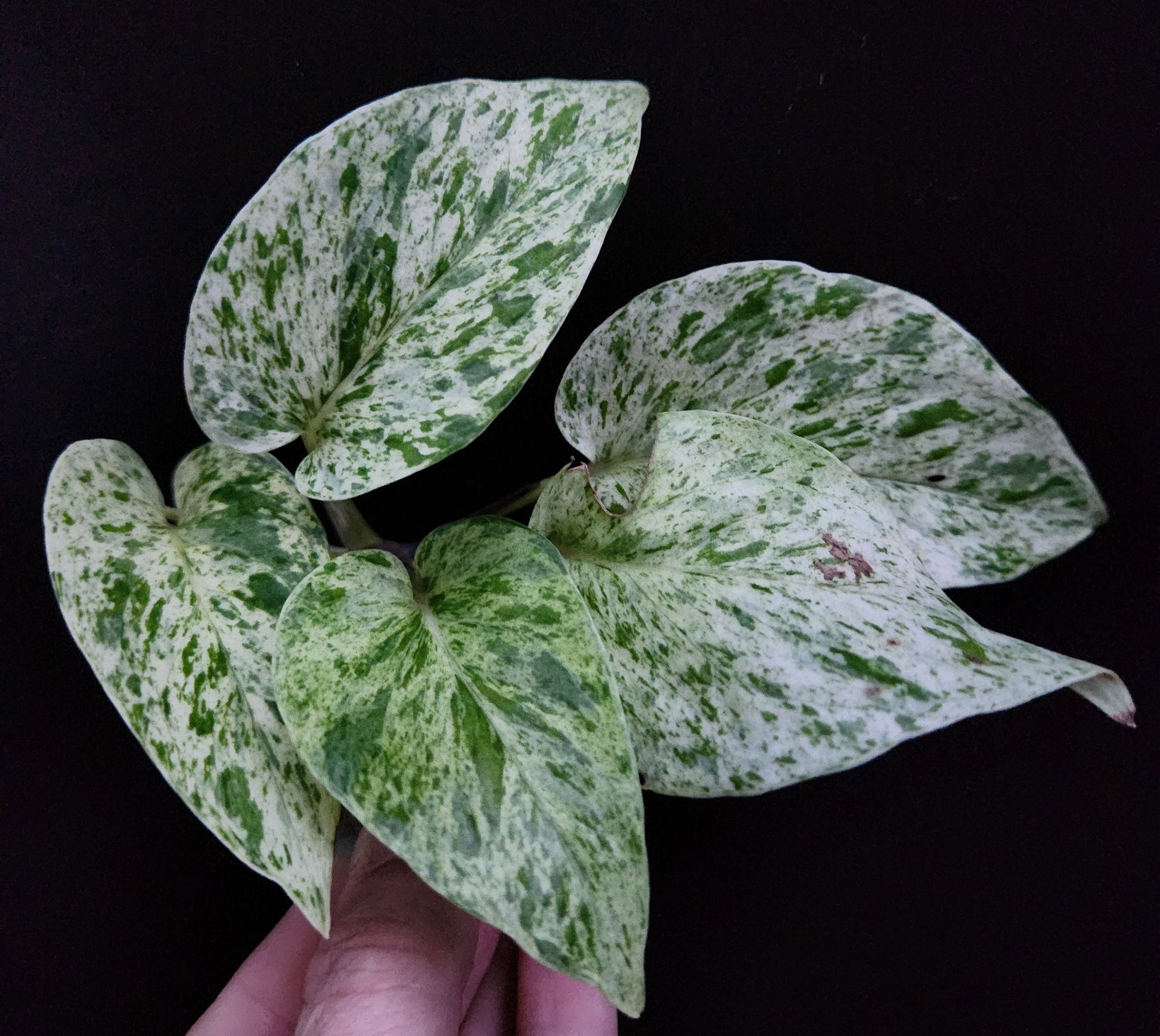 snow queen pothos near me Snow Queen Pothos – Blackwood Botanical