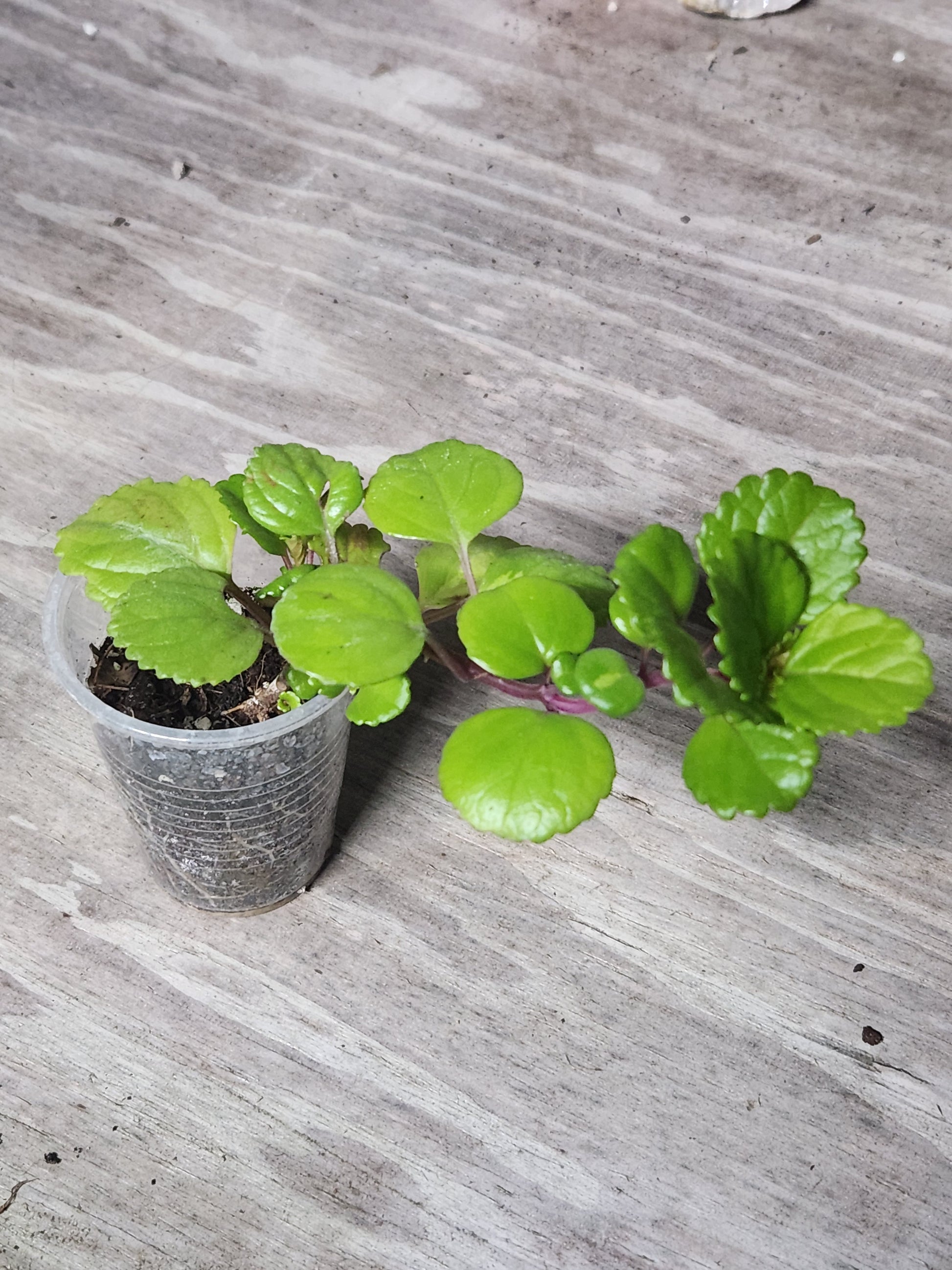 indoor swedish ivy plant Swedish Ivy