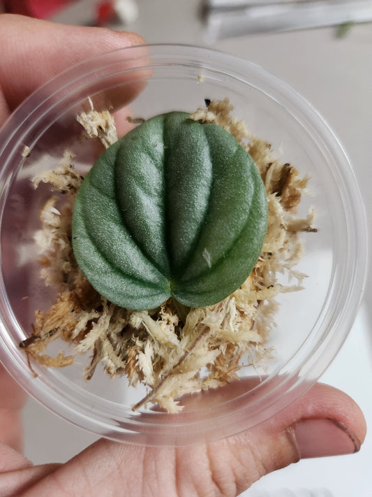 Peperomia "Frost" Propagation Kit