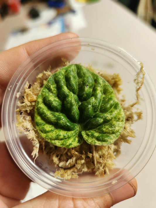 Peperomia "Freckles" Propagation Kit