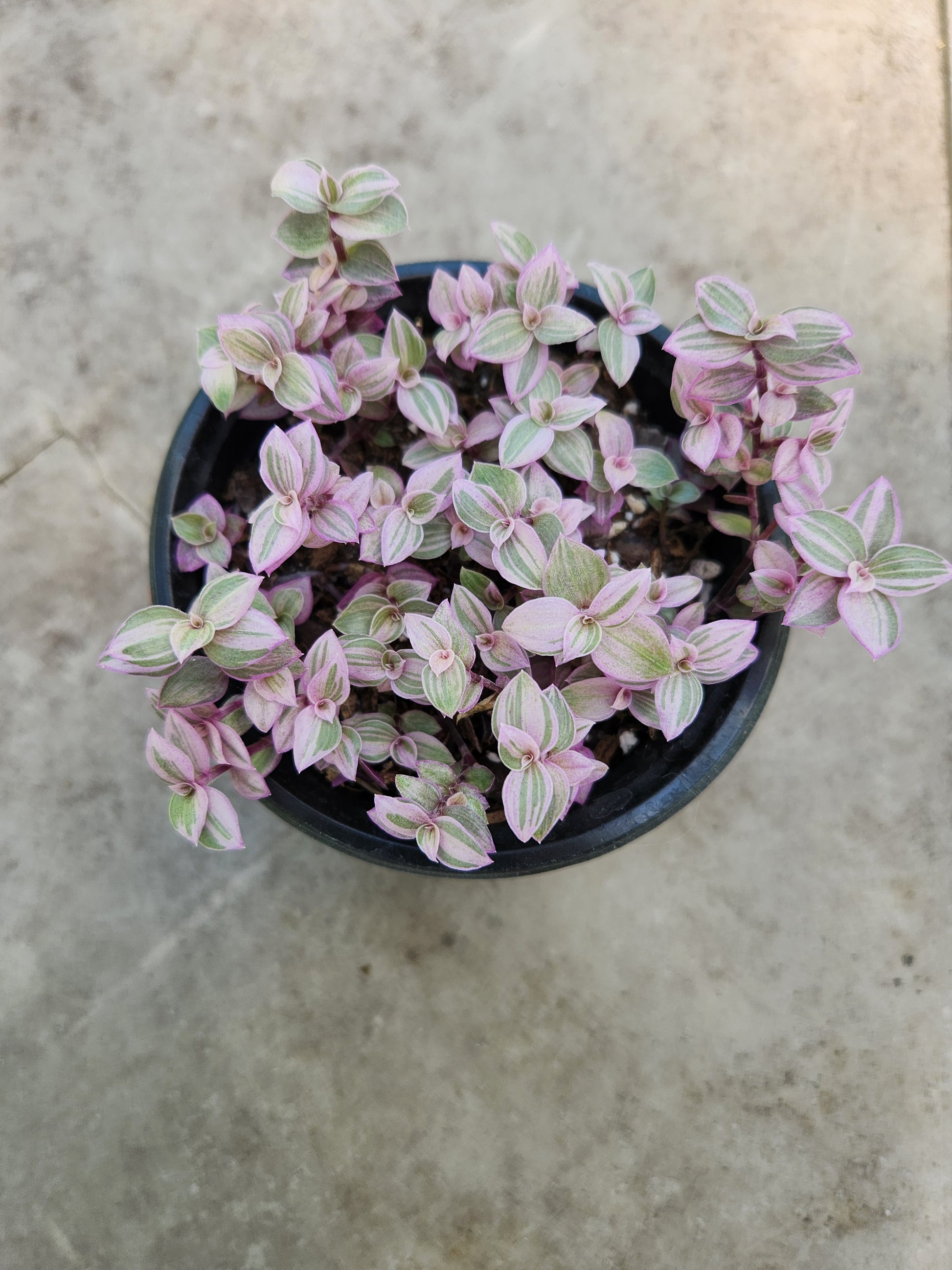 Pink Panther Callisa Repens – Blackwood Botanical