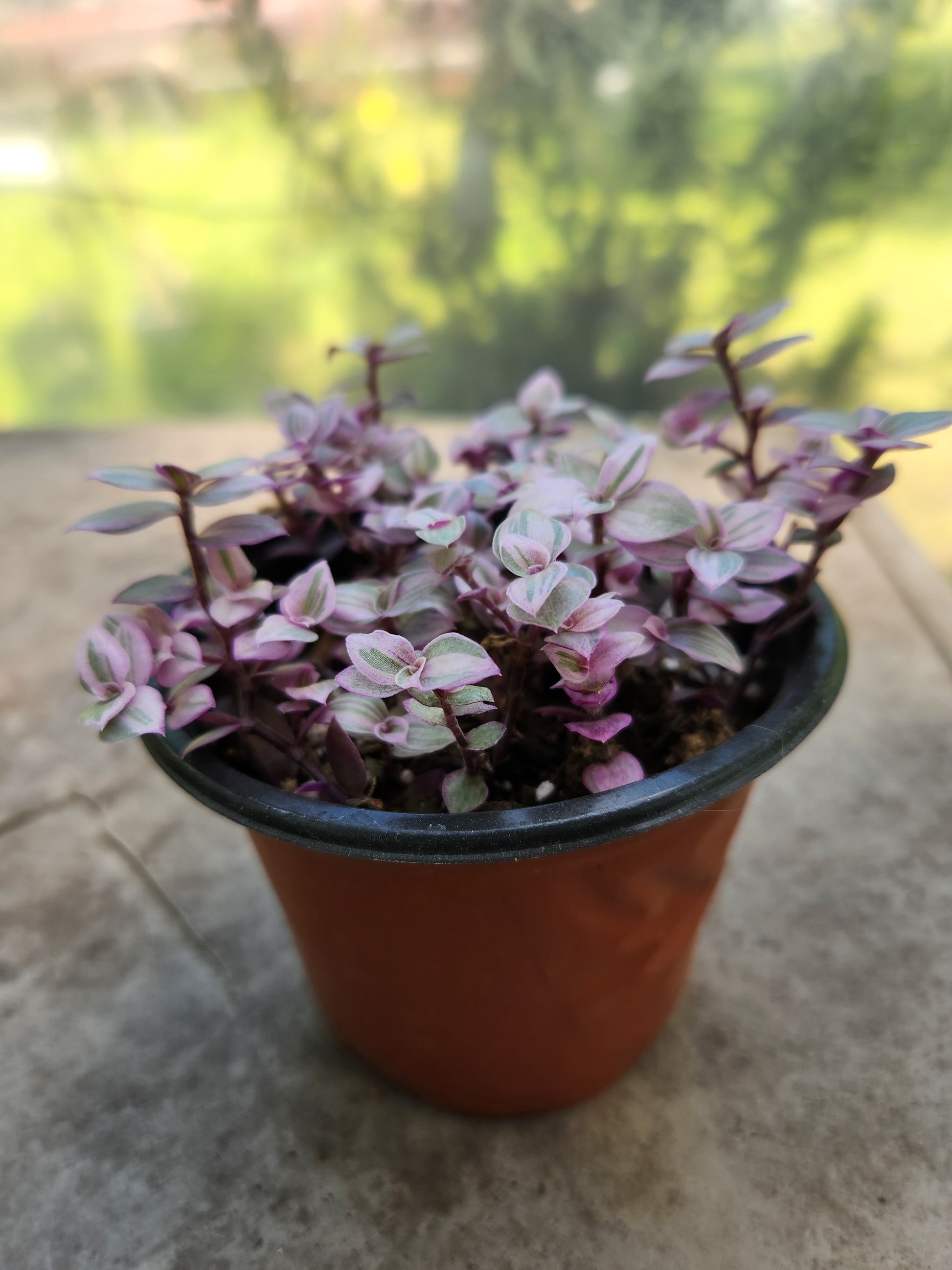 Pink Panther Callisa Repens – Blackwood Botanical