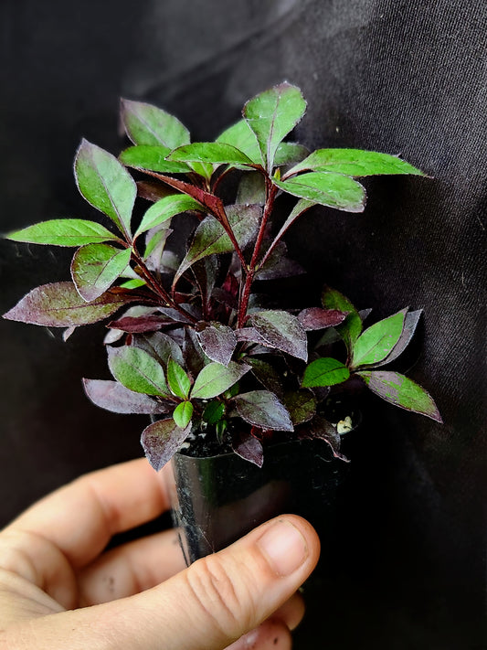 Purple Prince Alternanthera