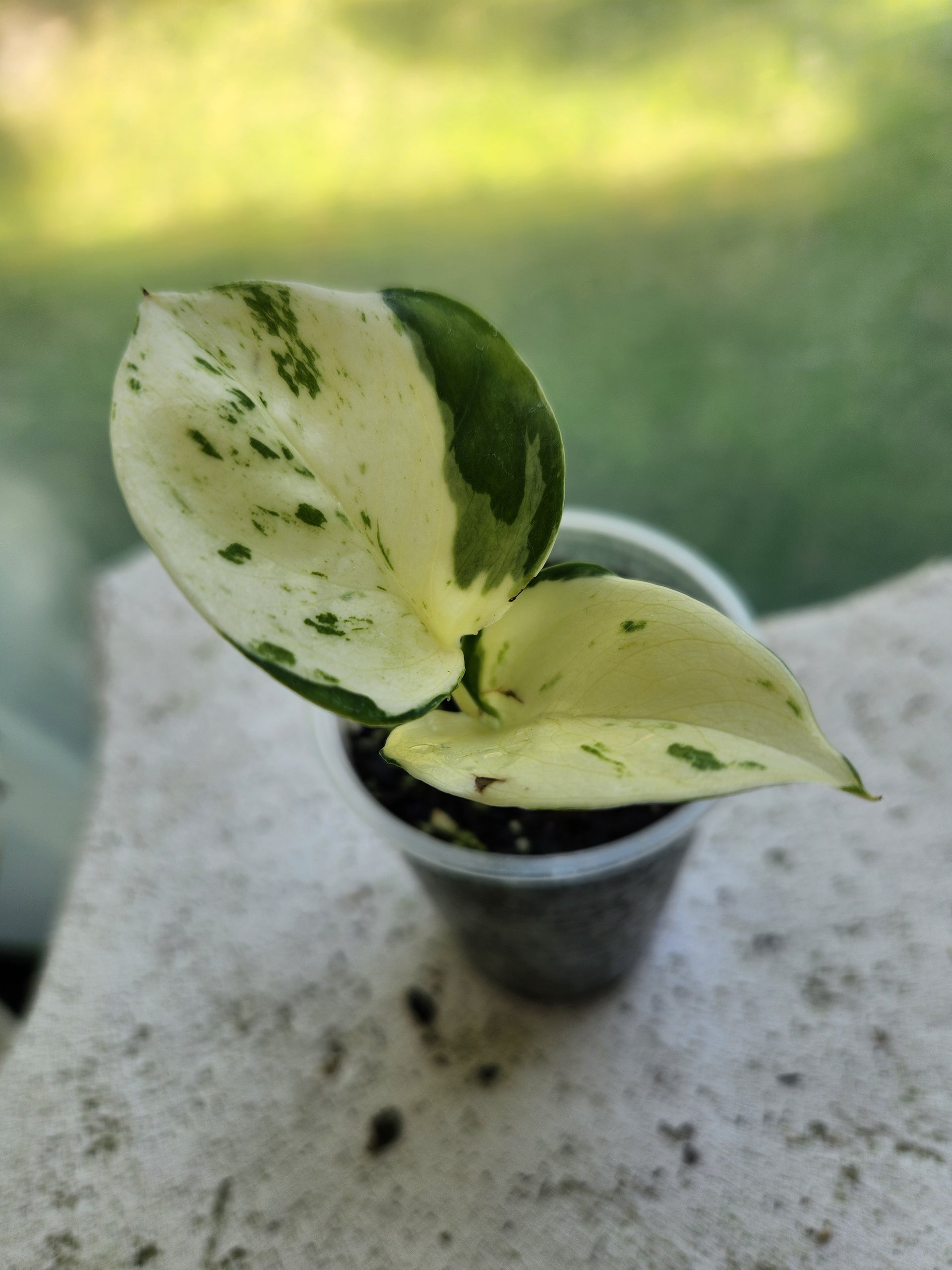 pothos harlequin Harlequin Manjula Pothos – Blackwood Botanical