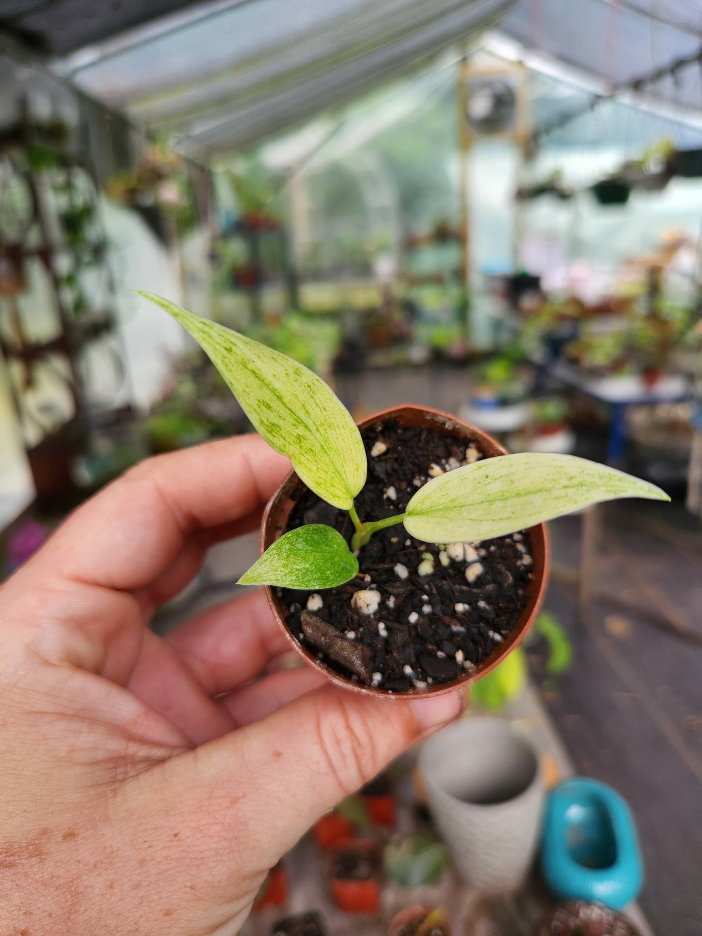 Philodendron Florida Ghost Mint