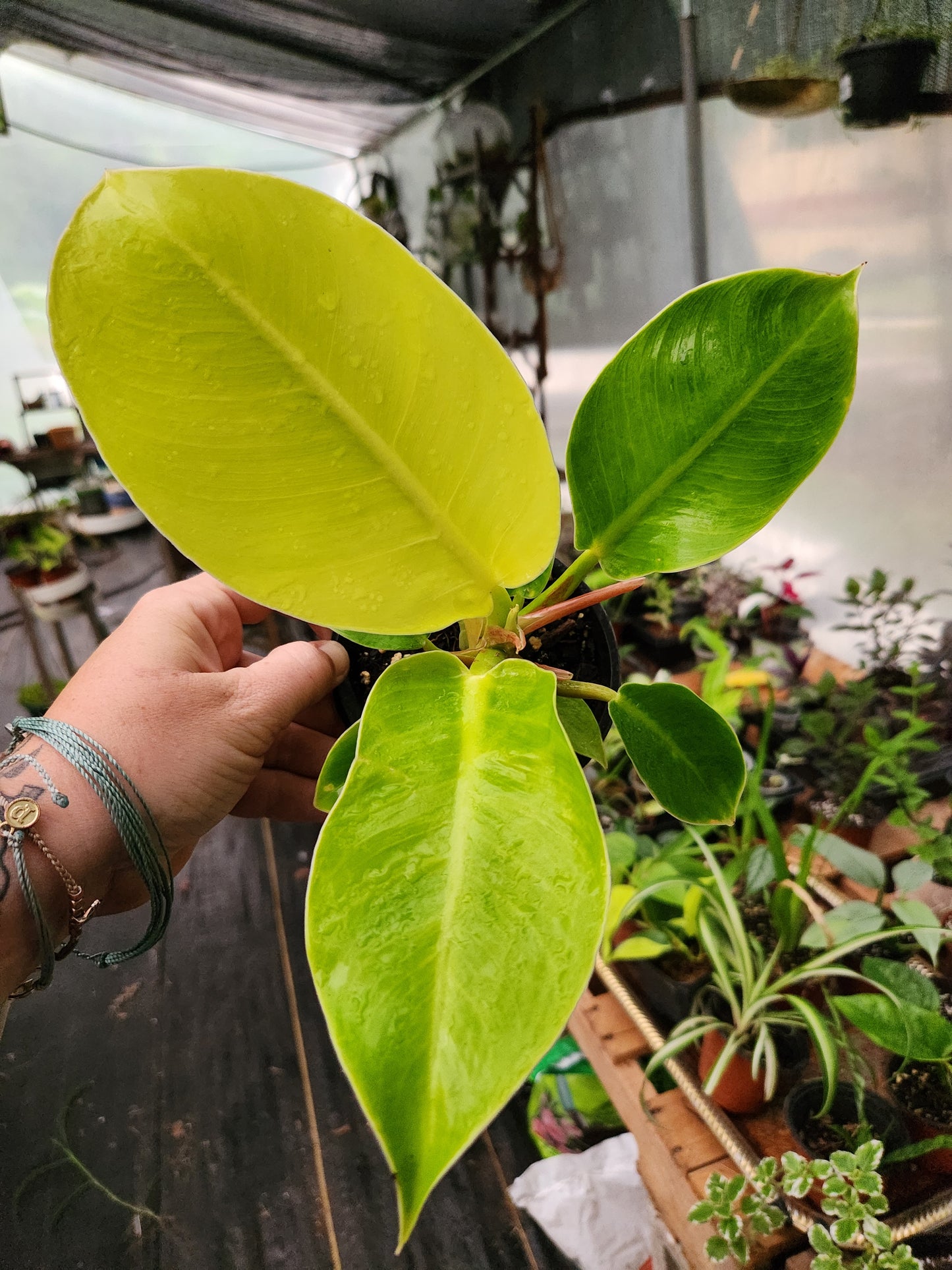 Moonlight Philodendron