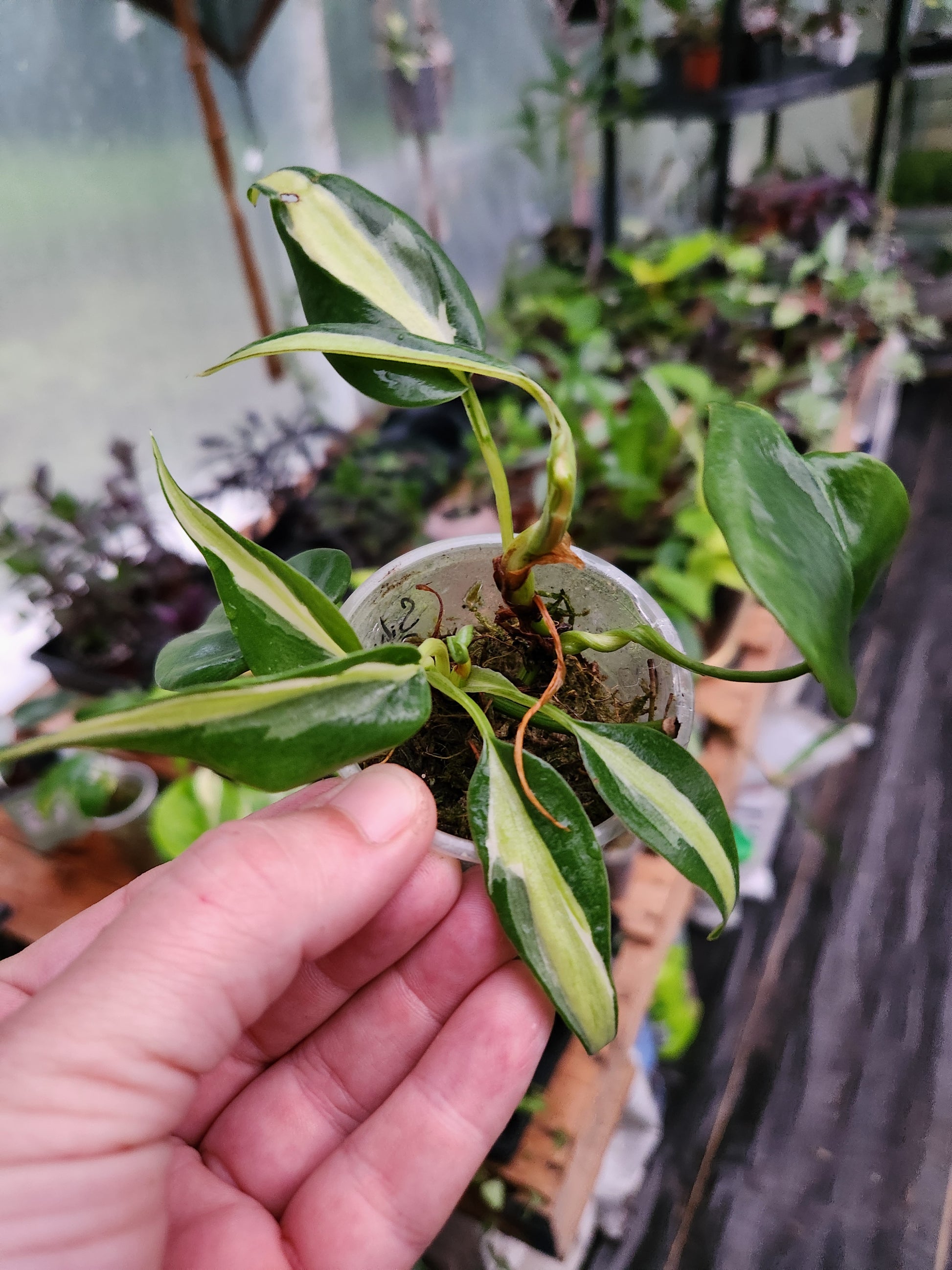 philodendron with stripes Philodendron Silver Stripe 4in Pot