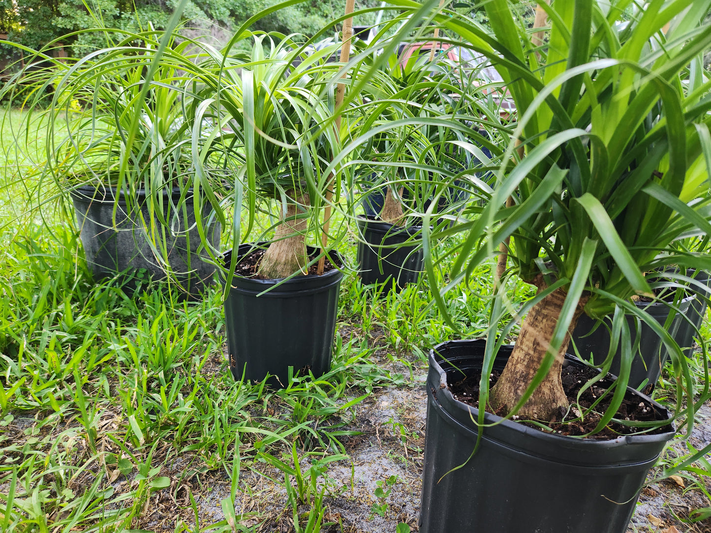 Ponytail Palm