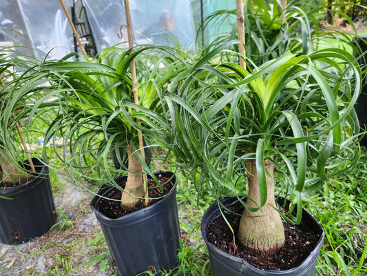 Ponytail Palm