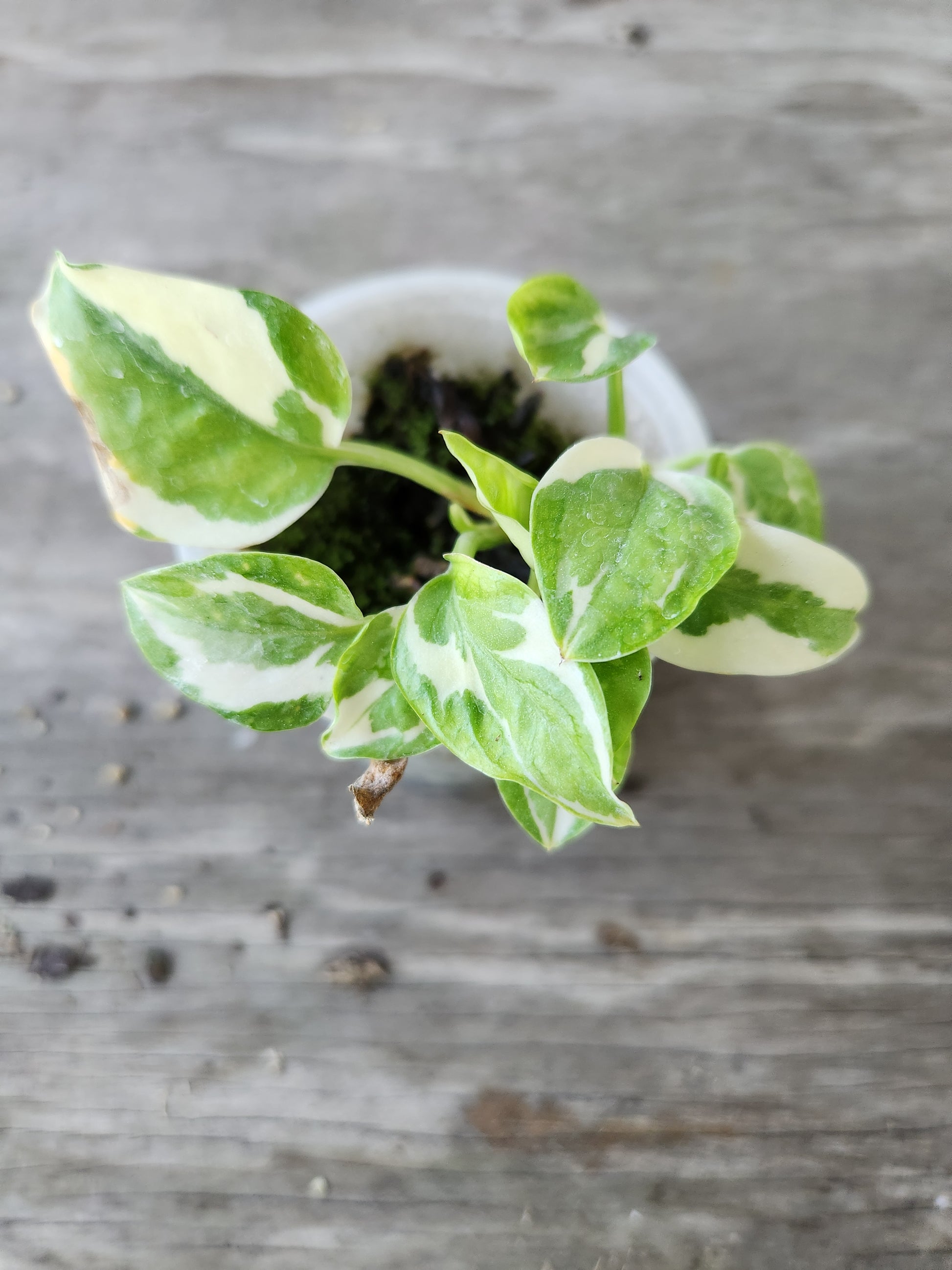 njoy pothos plant Njoy Pothos 2 Node Propagation Kit