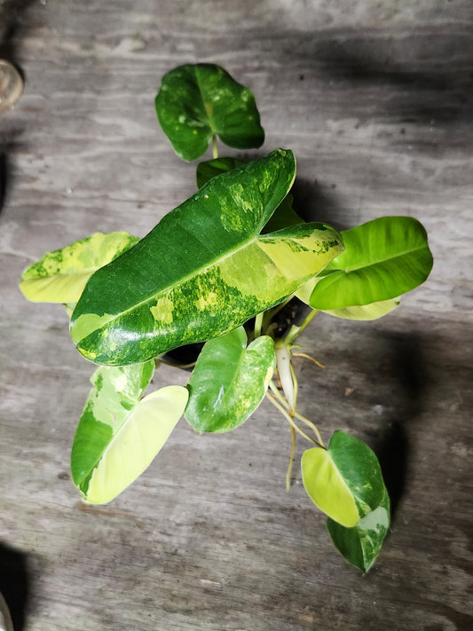 Variegated Burl Marx Philodendron