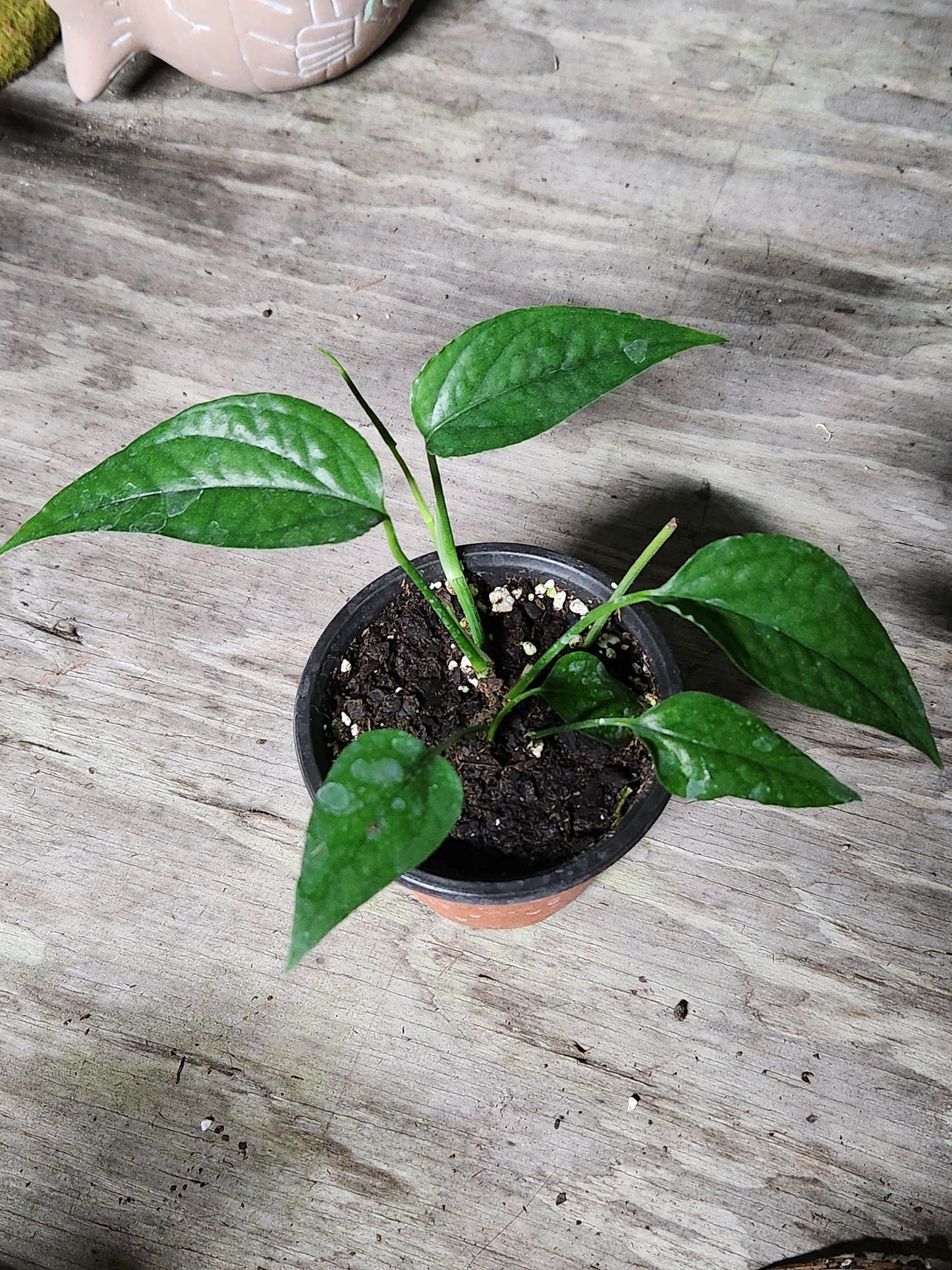 Baltic Blue Pothos