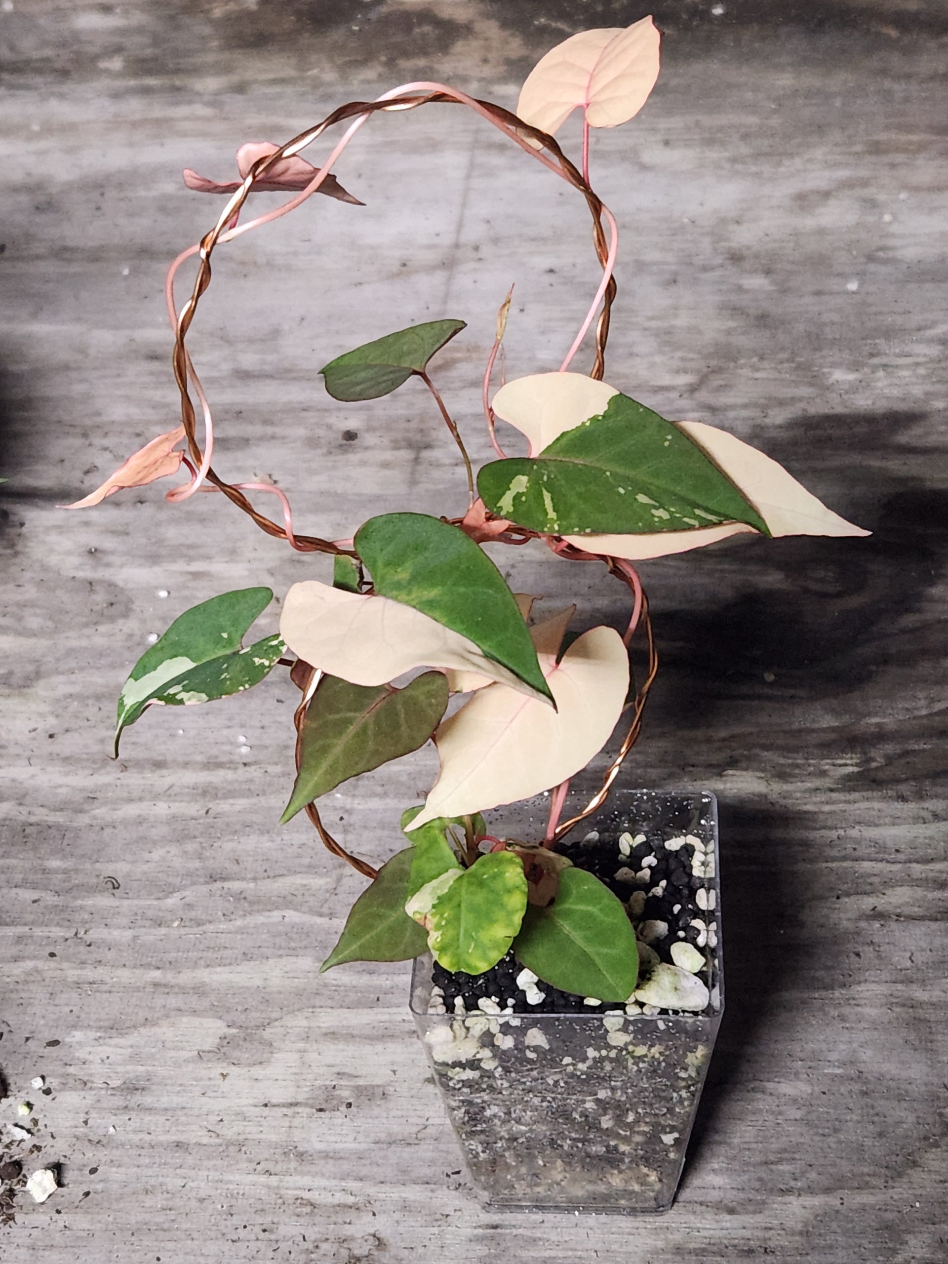 Variegated Fallopia Multiflora Single Node Cutting In Propagation Cup