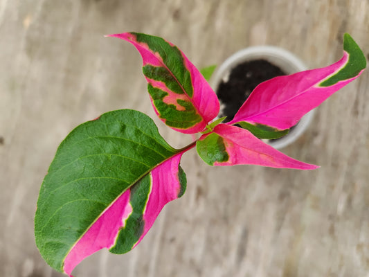 Tricolor Party Time Alternanthera