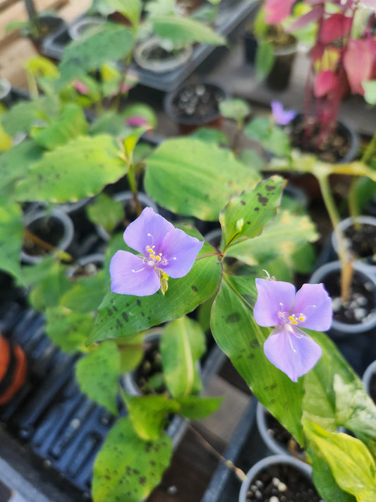 Tinantia Pringlei Tradescantia