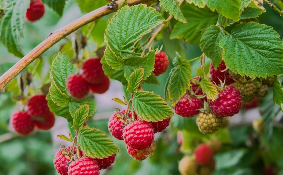 Dried Red Raspberry Leaf